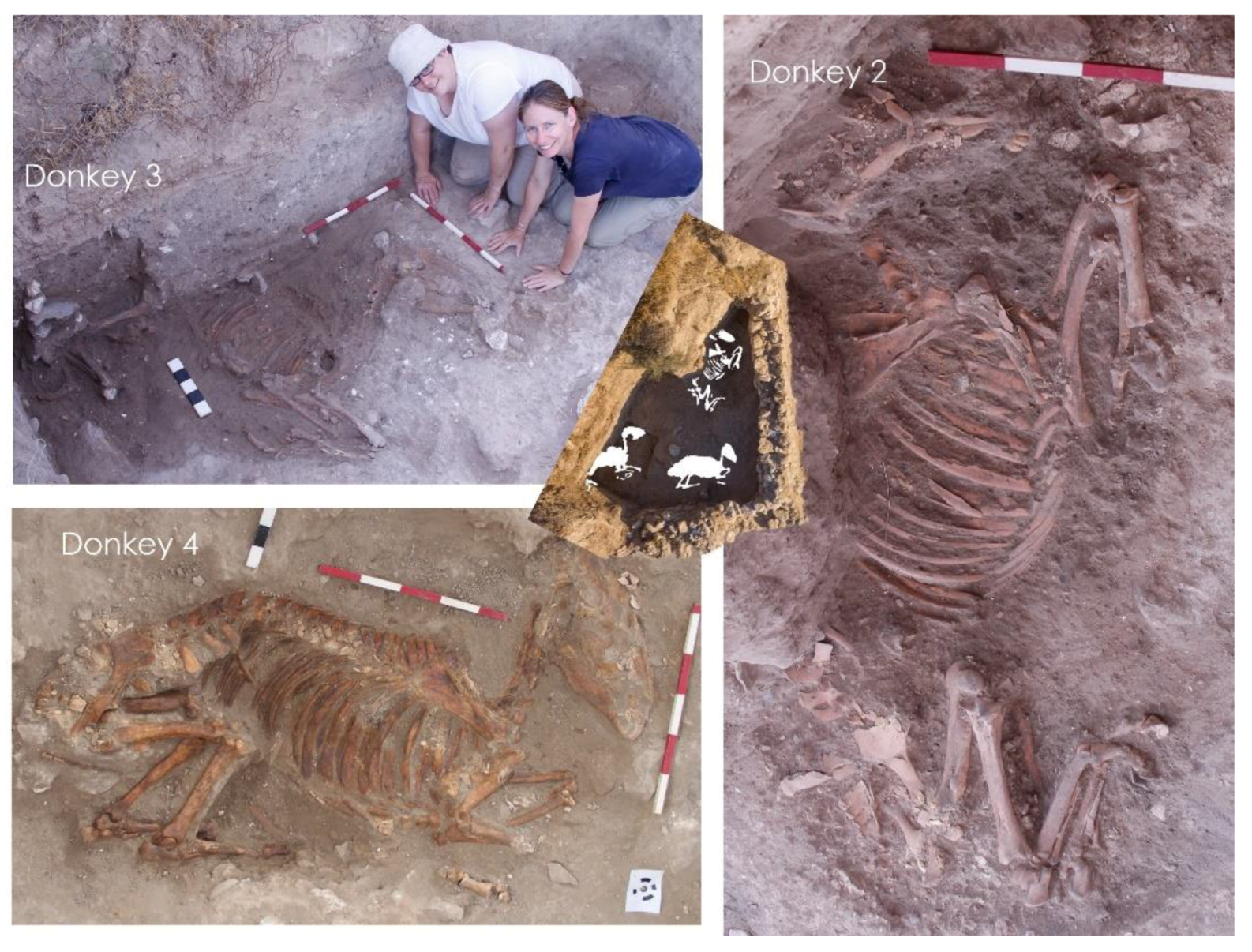 Animals 12 01931 g020 550