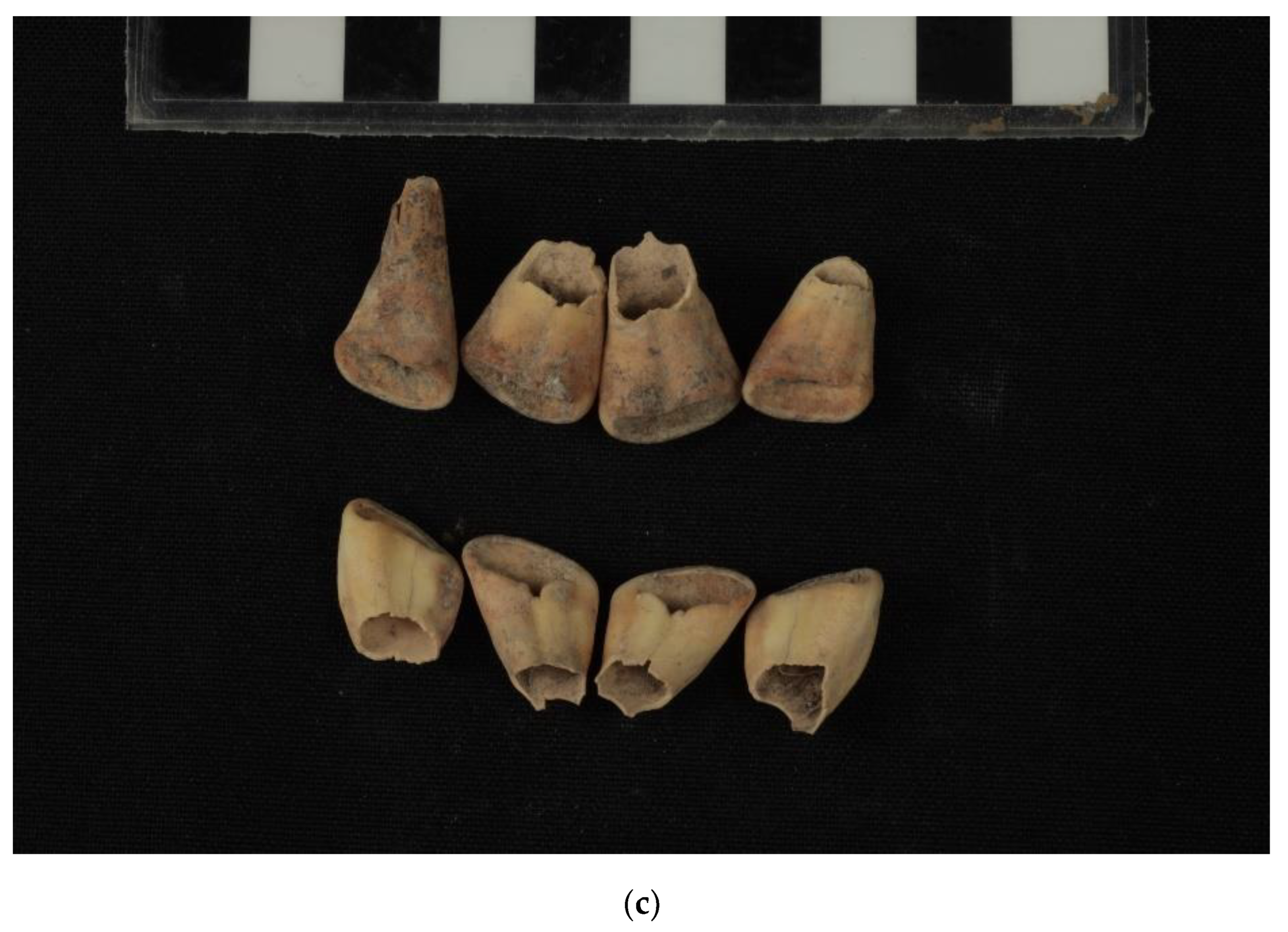 Animals 12 01931 g021b 550