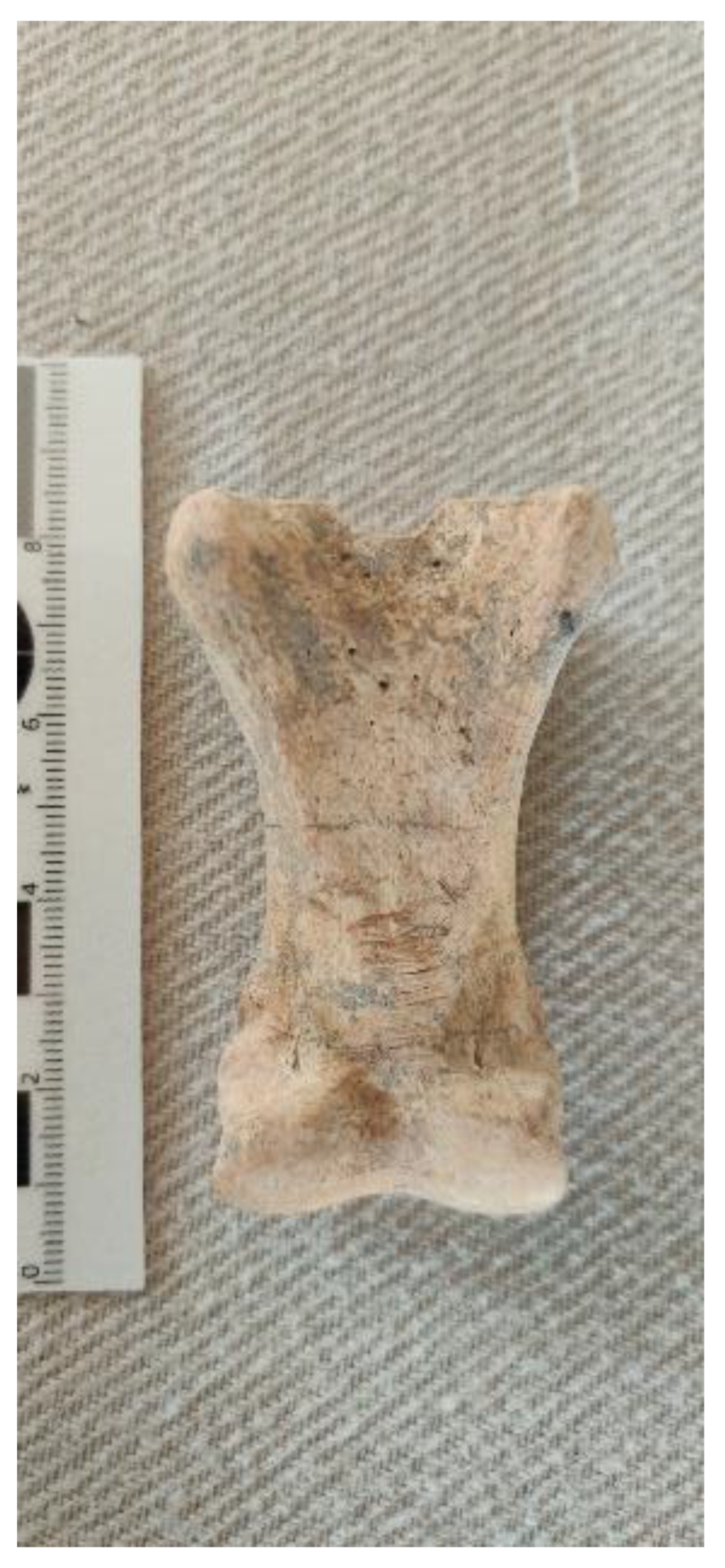 Animals 12 01931 g025 550