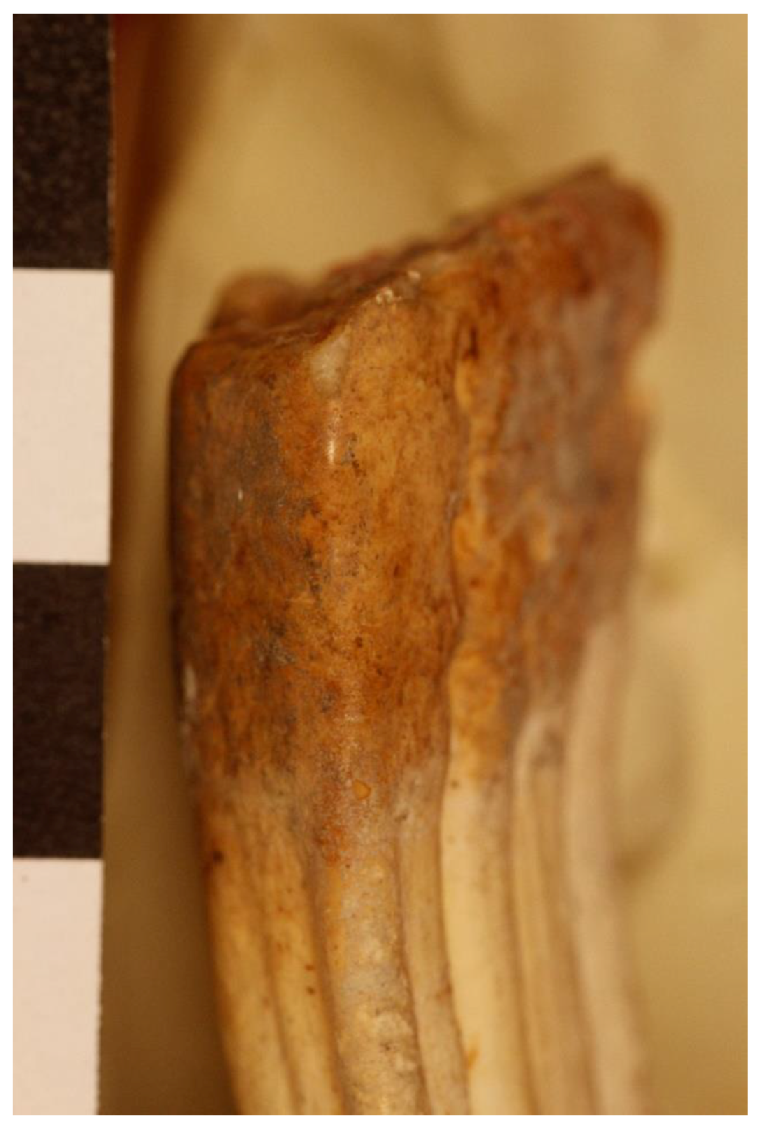 Animals 12 01931 g026 550