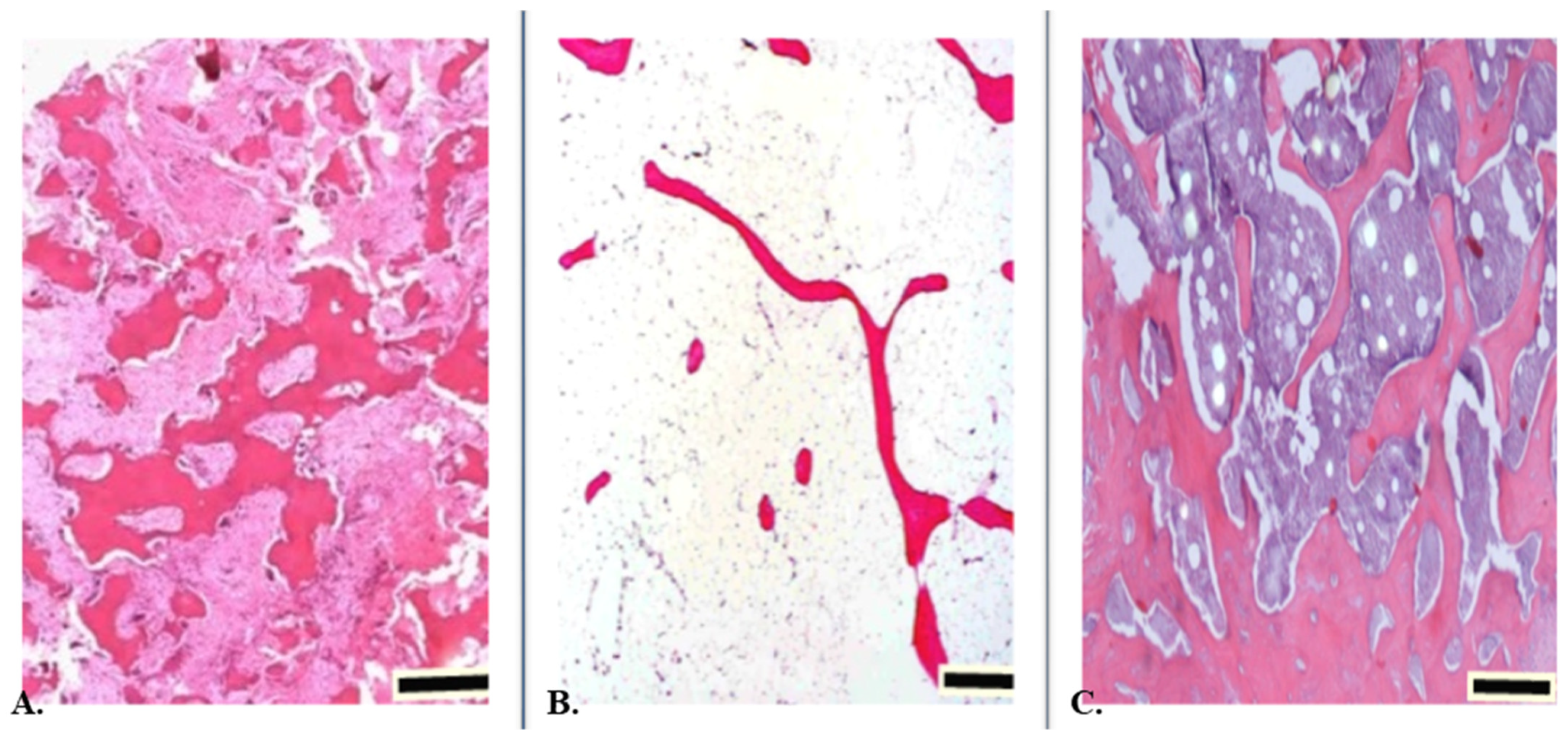 Animals | Free Full-Text | Structural and Metabolic Changes in Bone Animals | Free Full-Text | Structural and Metabolic Changes in Bone