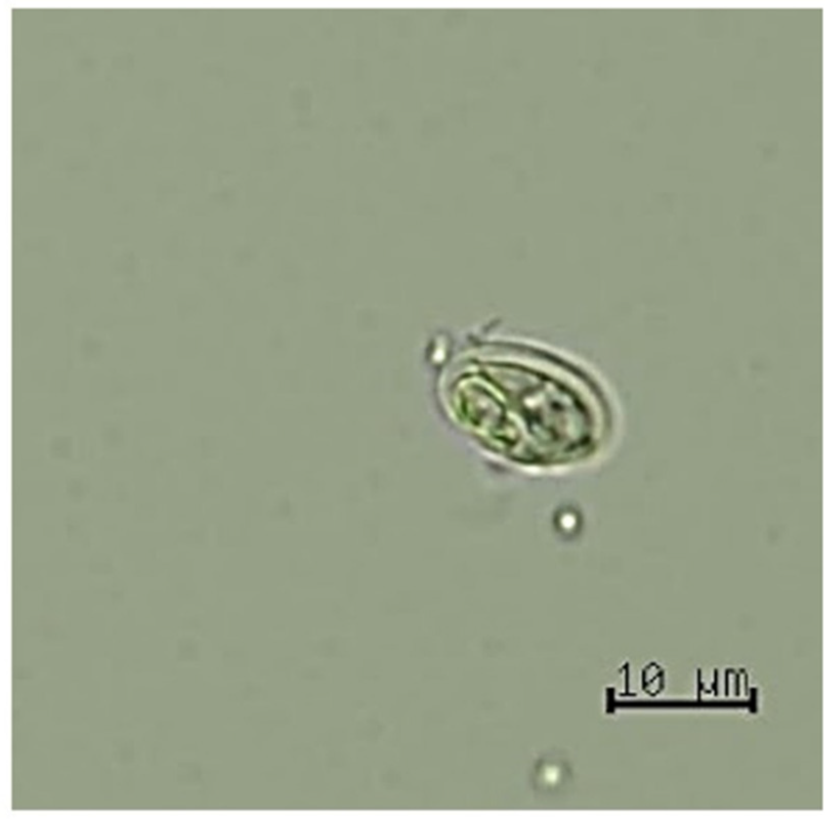 Animals 12 01949 g001 Animals 12 01949 g001