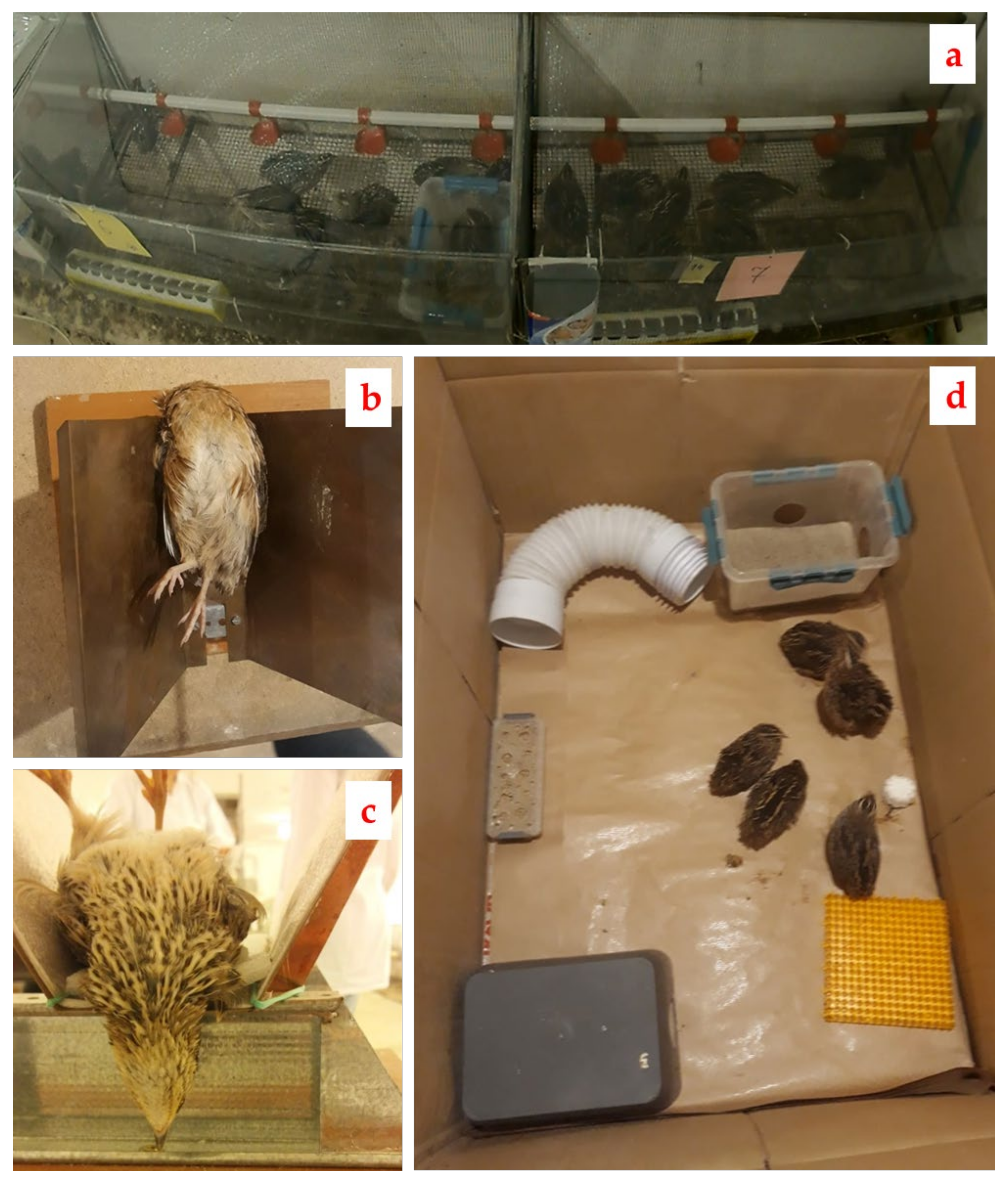 Animals 12 01963 g002 550