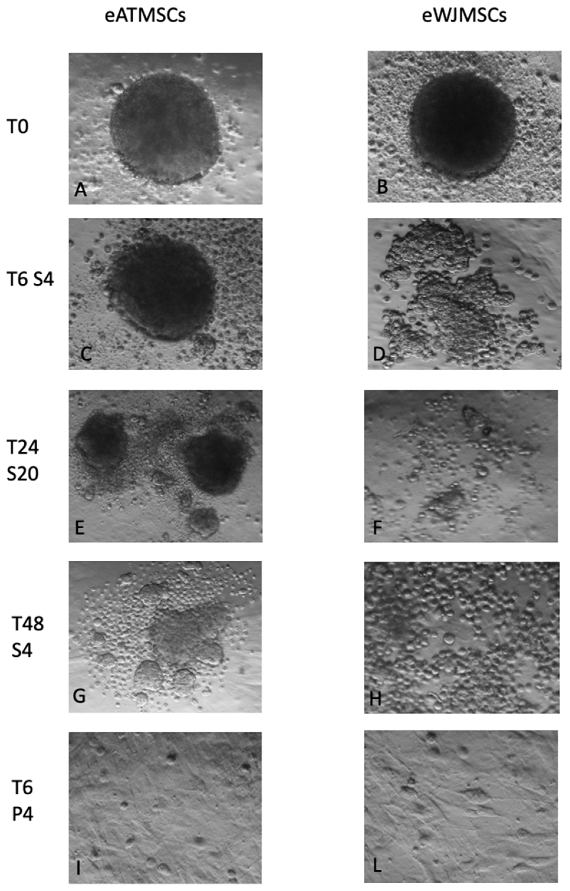 Animals 12 01967 g005 Animals 12 01967 g005