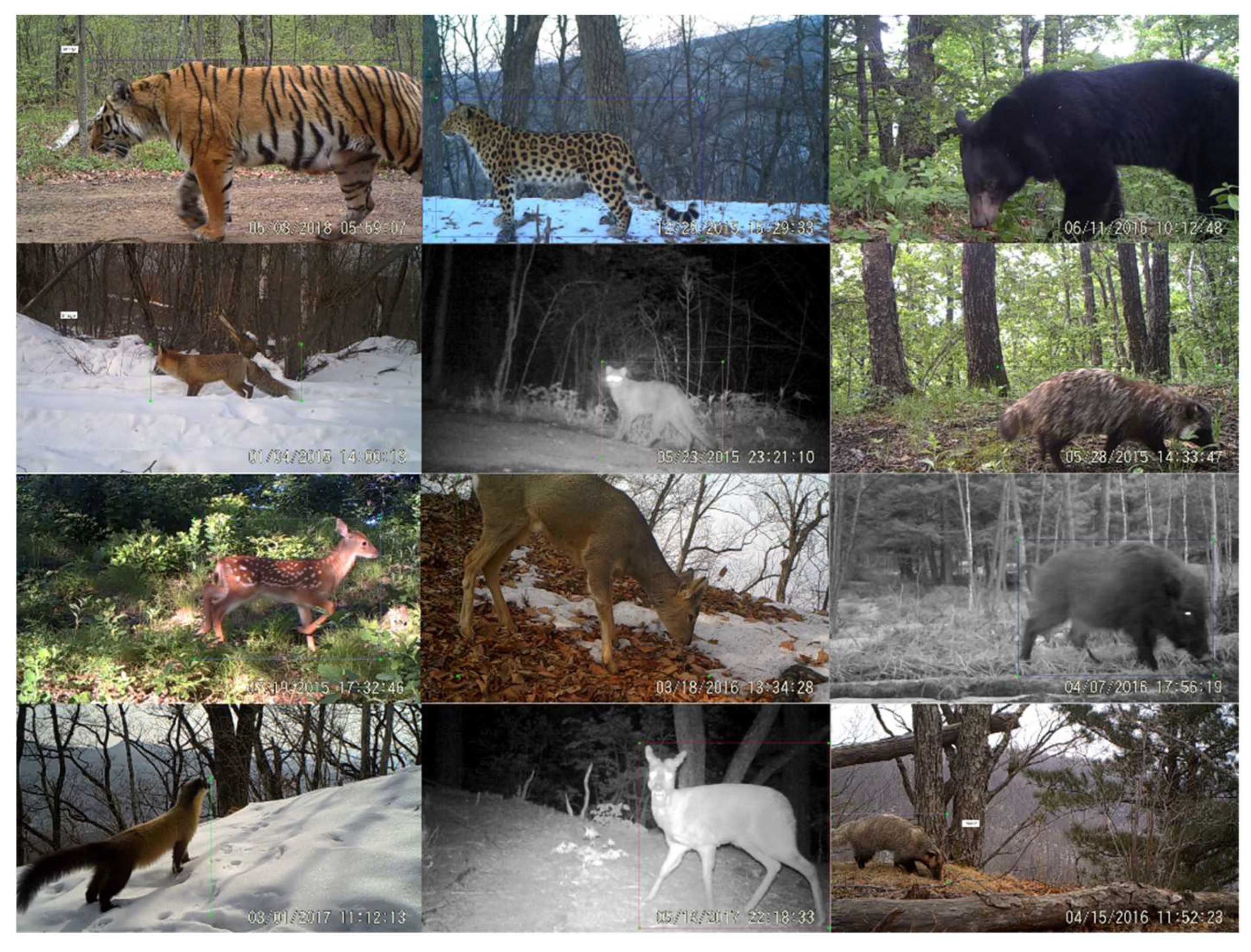 Animals | Free Full-Text | Animal Detection and Classification from Camera Trap Images Using Different Mainstream Object Detection Architectures Animals | Free Full-Text | Animal Detection and Classification from Camera Trap Images Using Different Mainstream Object Detection Architectures