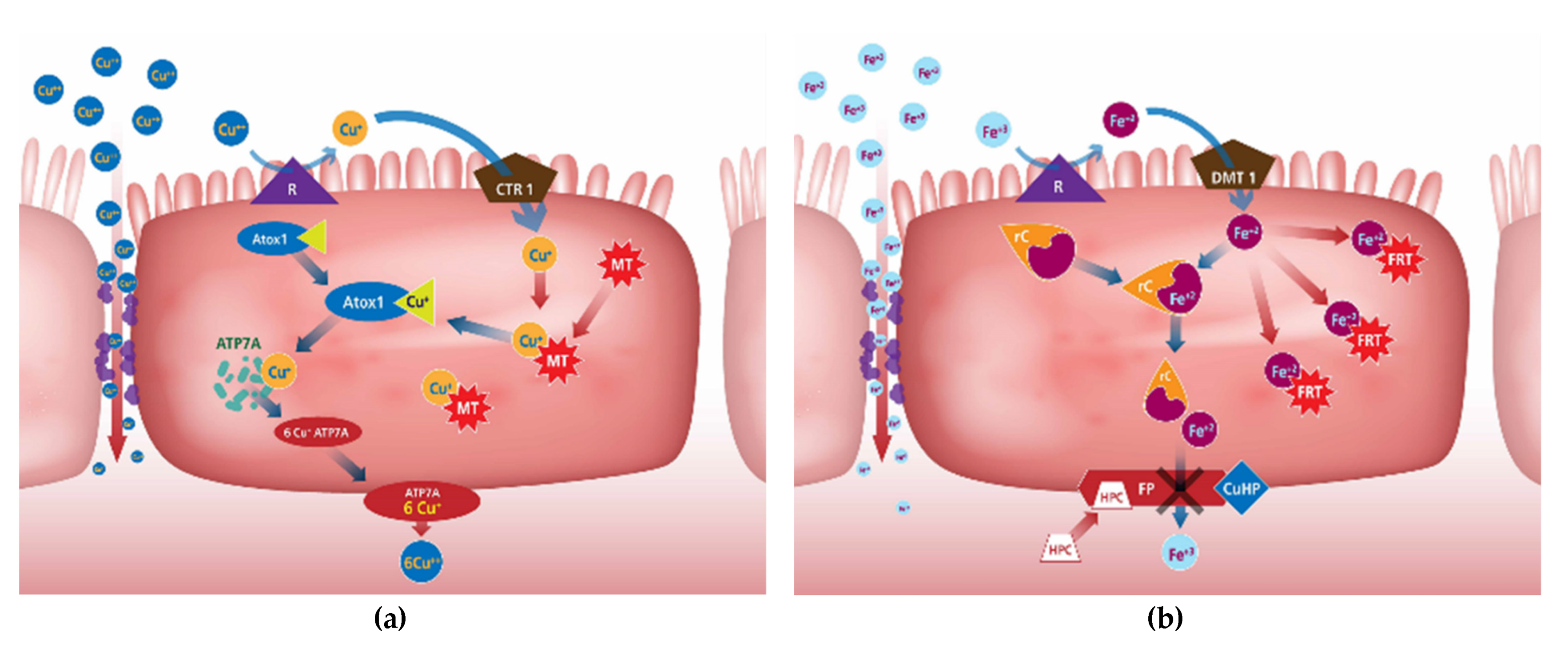 Animals 12 01981 g001a Animals 12 01981 g001a