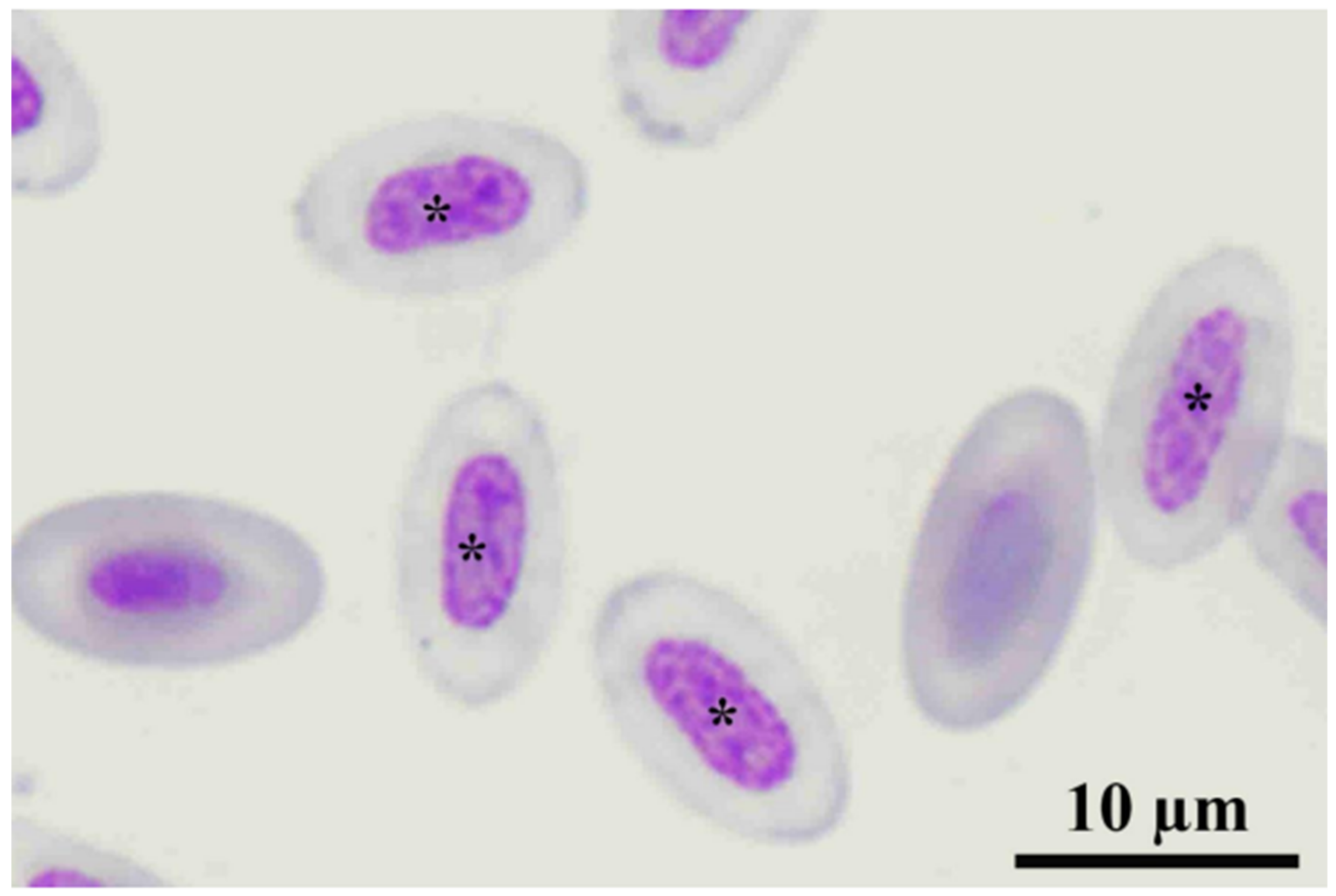 Animals | Free Full-Text | Hematology, Ultrastructure and Morphology of Blood  Cells in Rufous-Winged Buzzards (Butastur liventer) from Thailand
