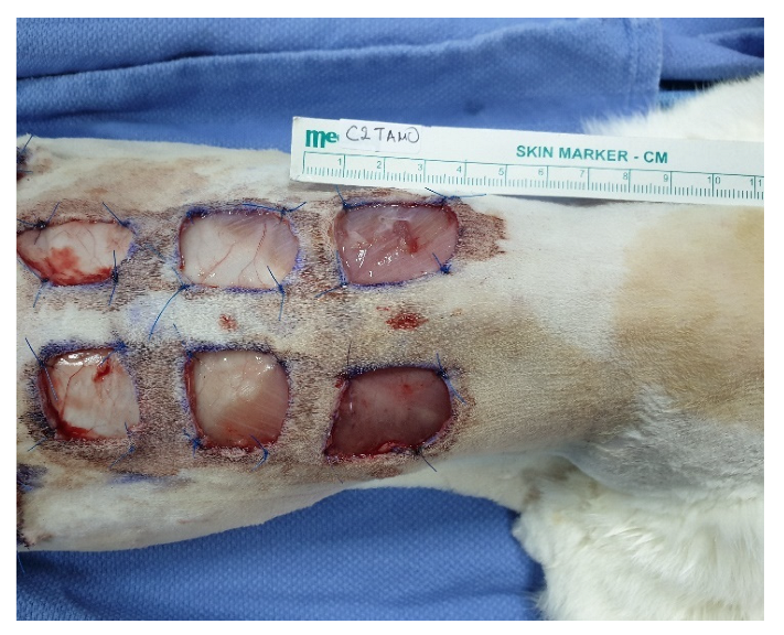 Animals 12 01993 g001 Animals 12 01993 g001