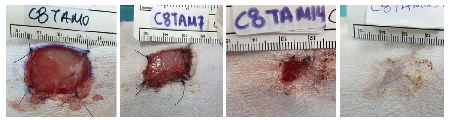 Animals 12 01993 g002 Animals 12 01993 g002