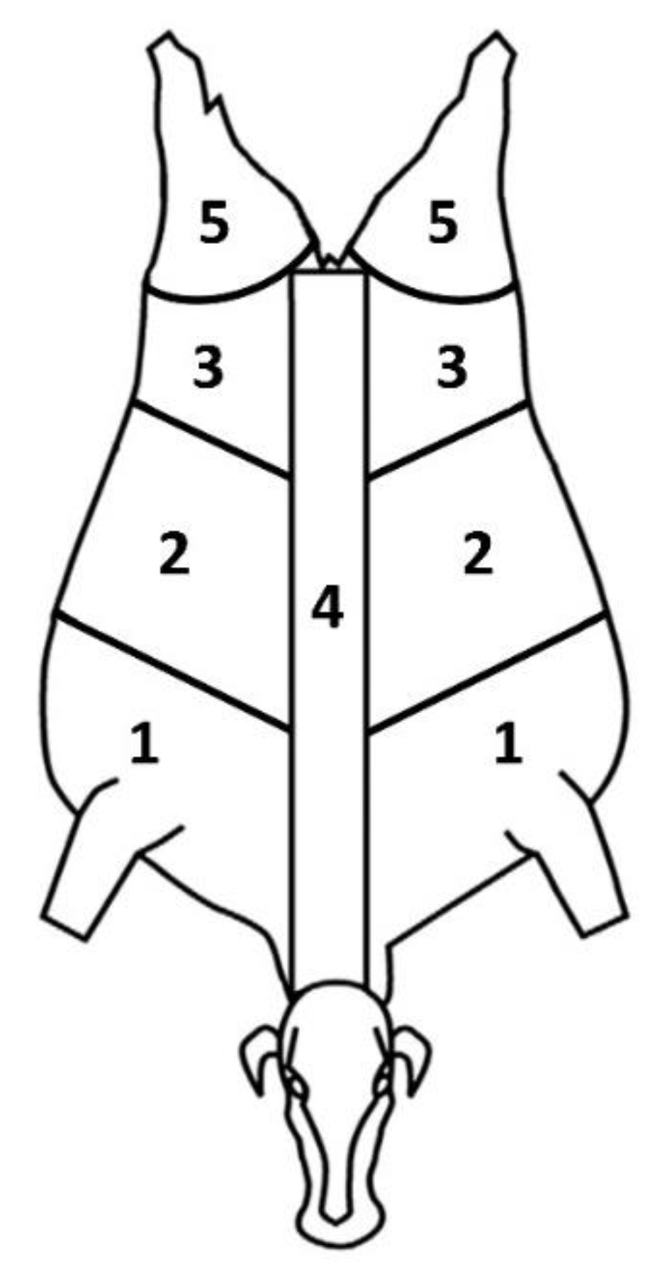 Animals Free FullText Relationship between Bruises on Carcasses of