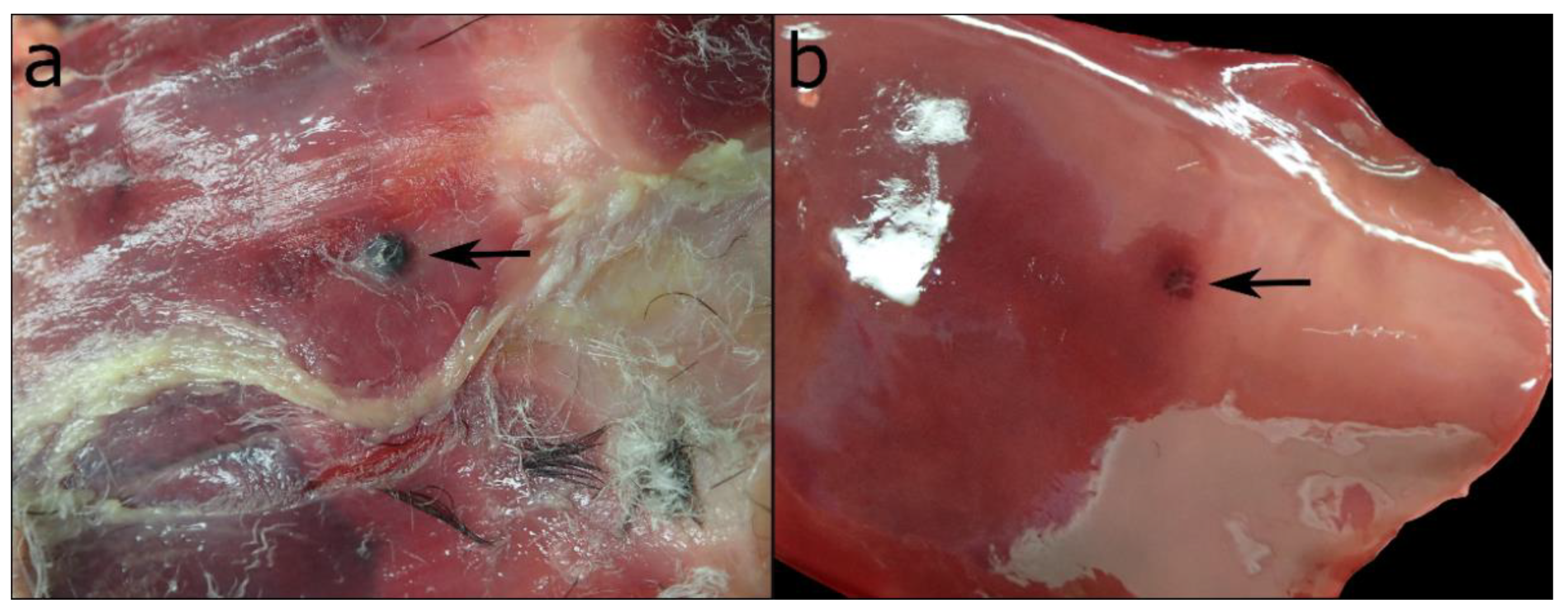 Animals 12 02002 g003 Animals 12 02002 g003