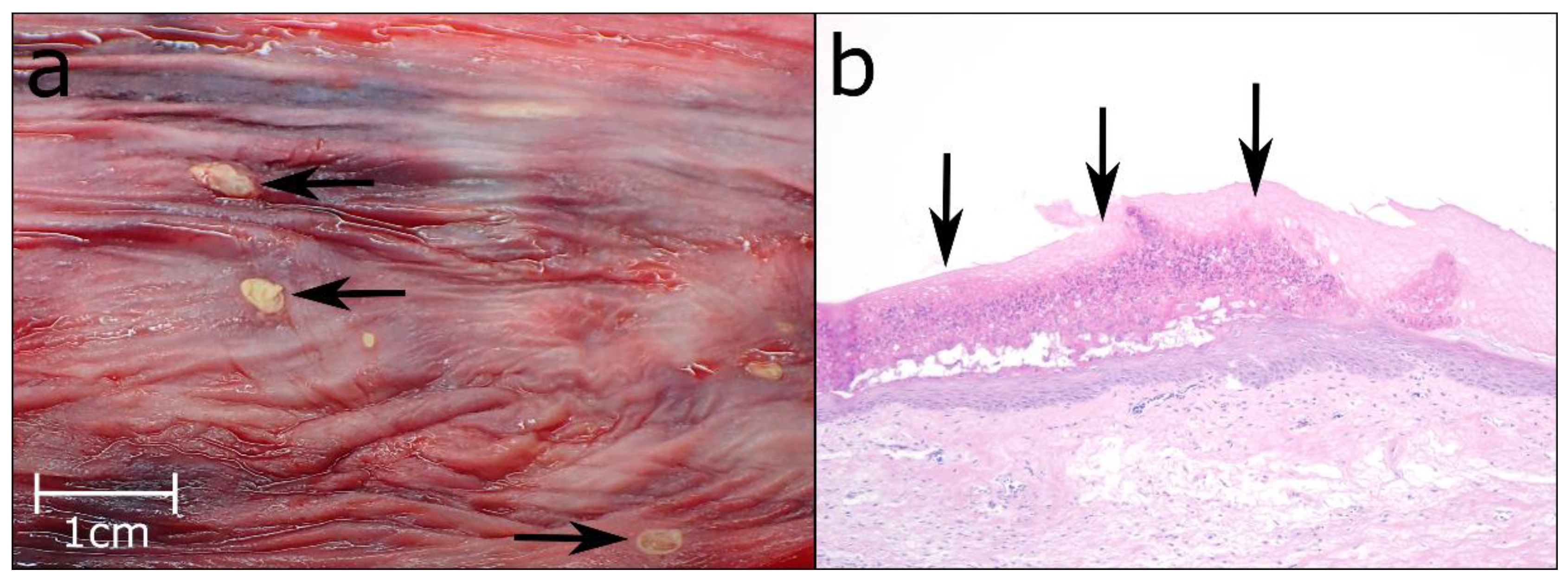 Animals 12 02002 g004 Animals 12 02002 g004