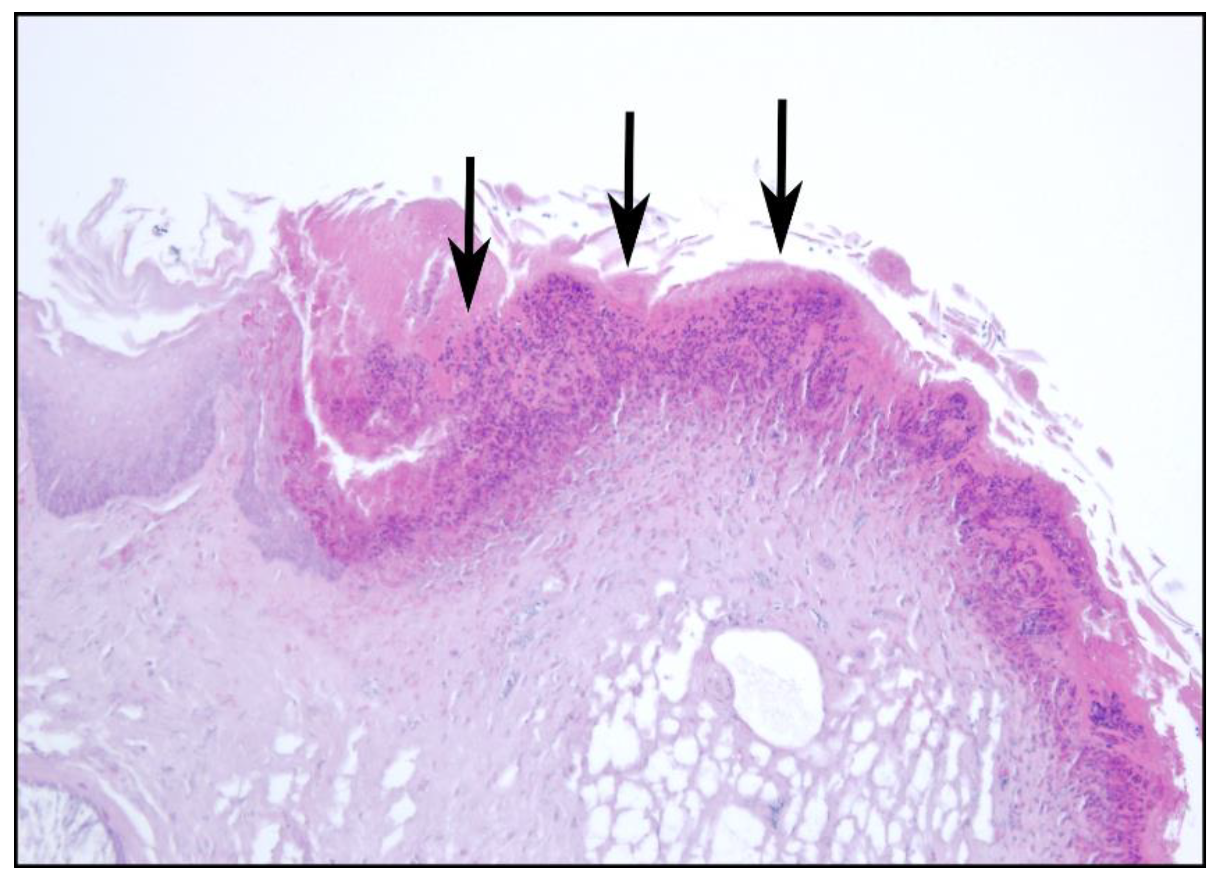 Animals 12 02002 g005 Animals 12 02002 g005