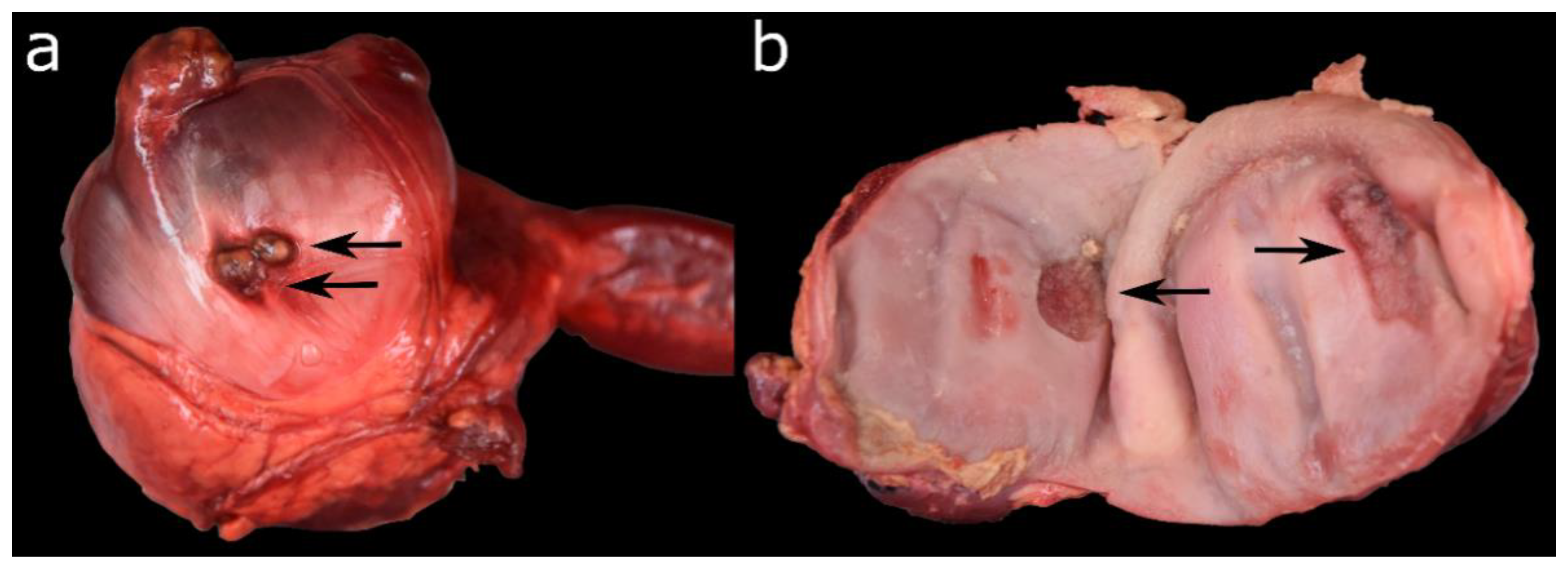 Animals 12 02002 g006 Animals 12 02002 g006