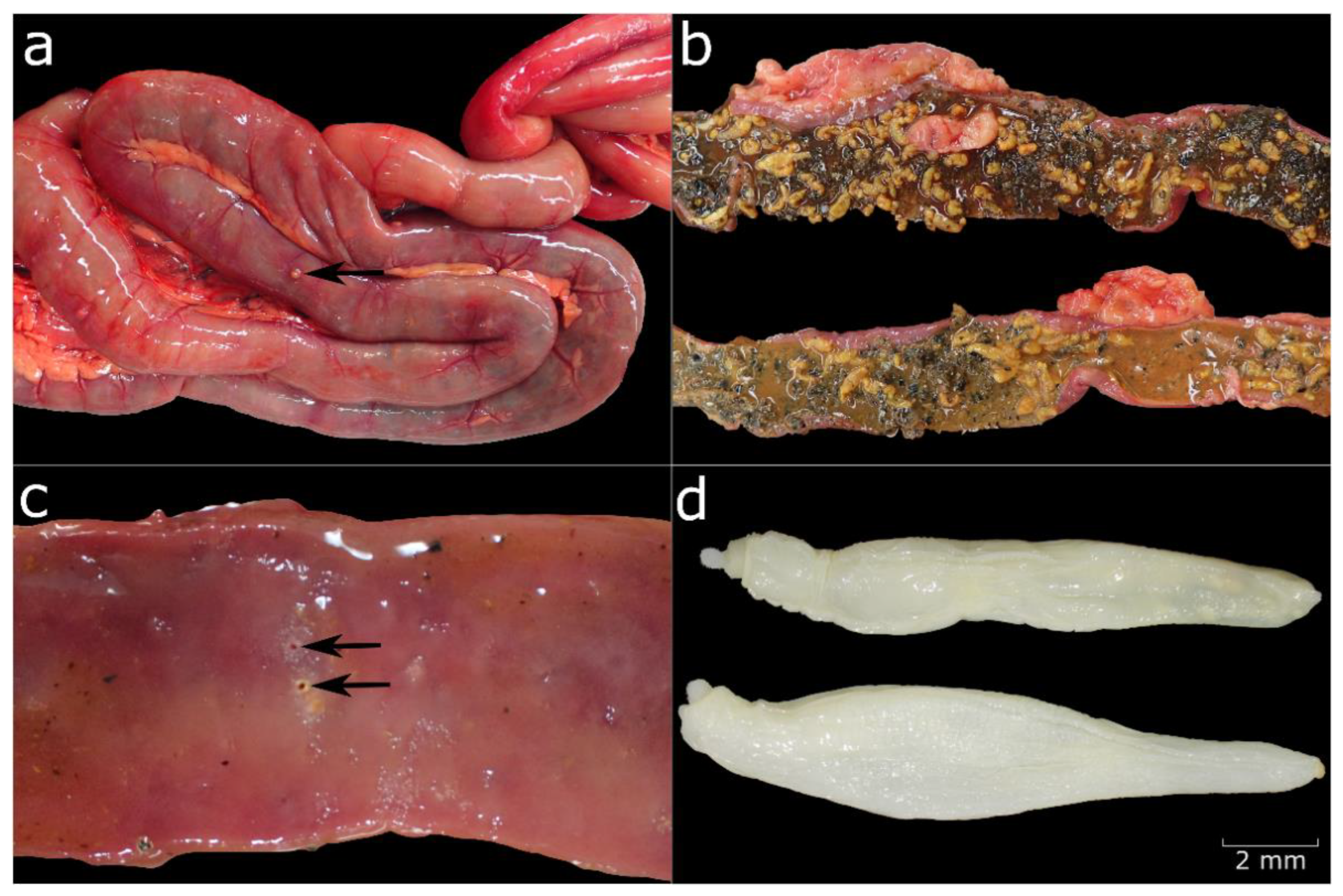 Animals 12 02002 g008 Animals 12 02002 g008