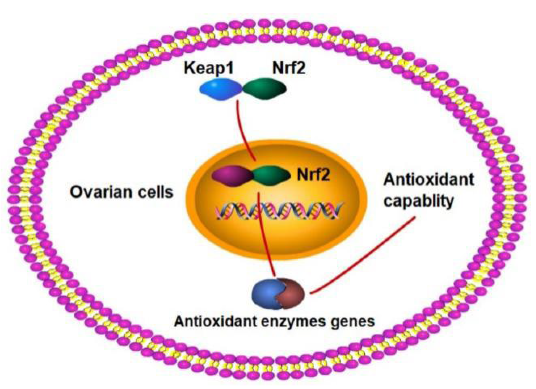 Animals 12 02017 g005 Animals 12 02017 g005