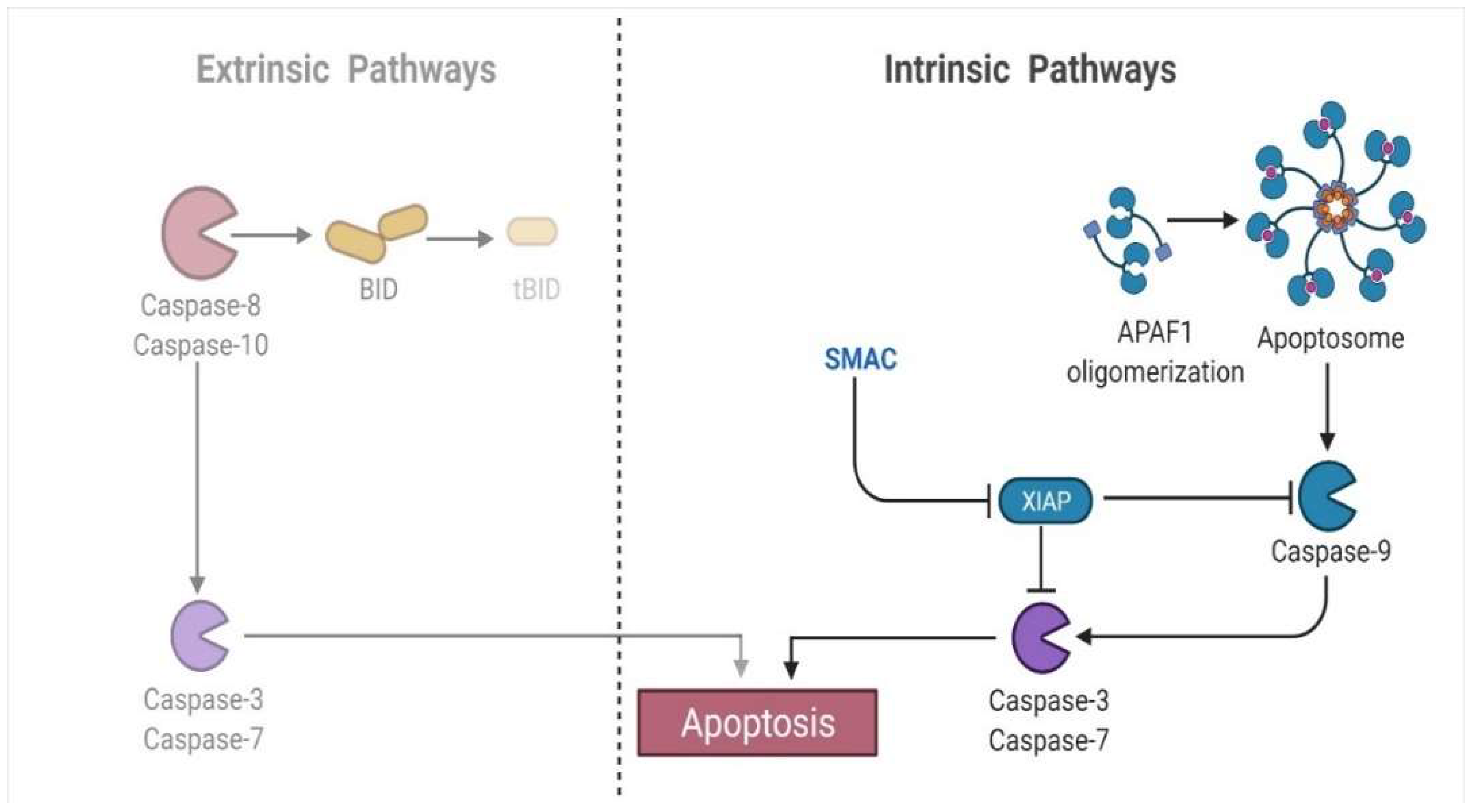 Animals 12 02028 g007 Animals 12 02028 g007