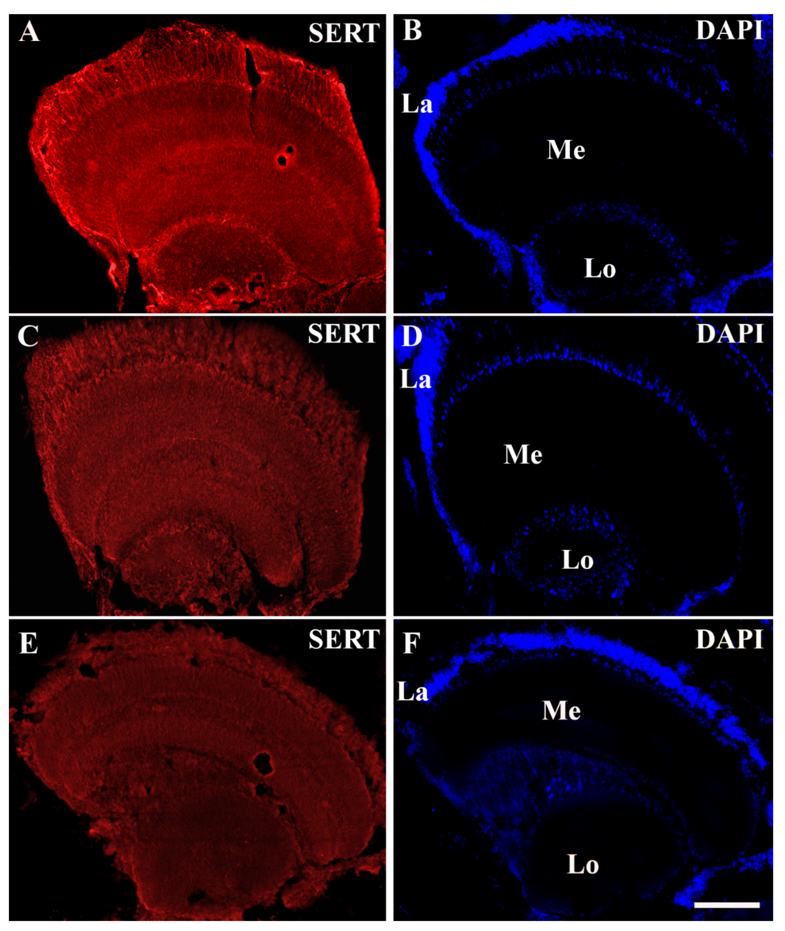 Animals 12 02032 g001