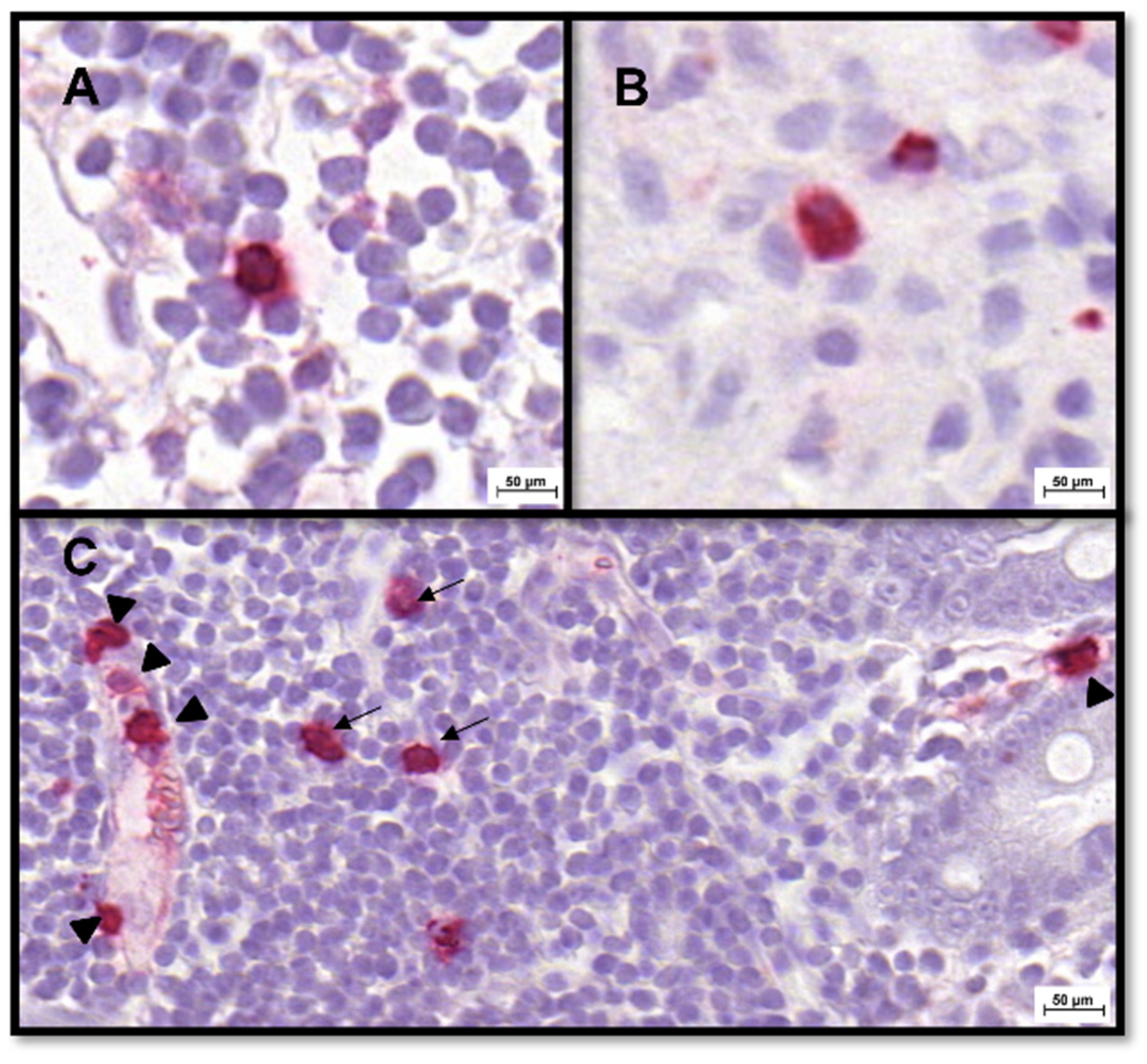 Animals 12 02044 g005 550