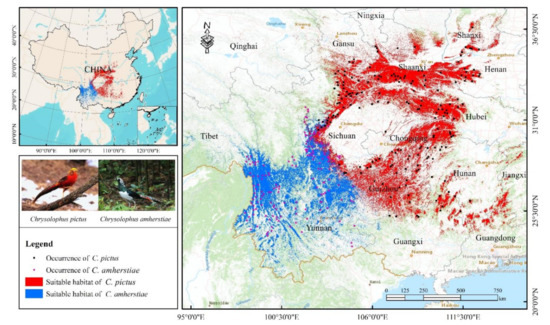 Suitable Habitats of Chrysolophus spp. Need Urgent Protection from