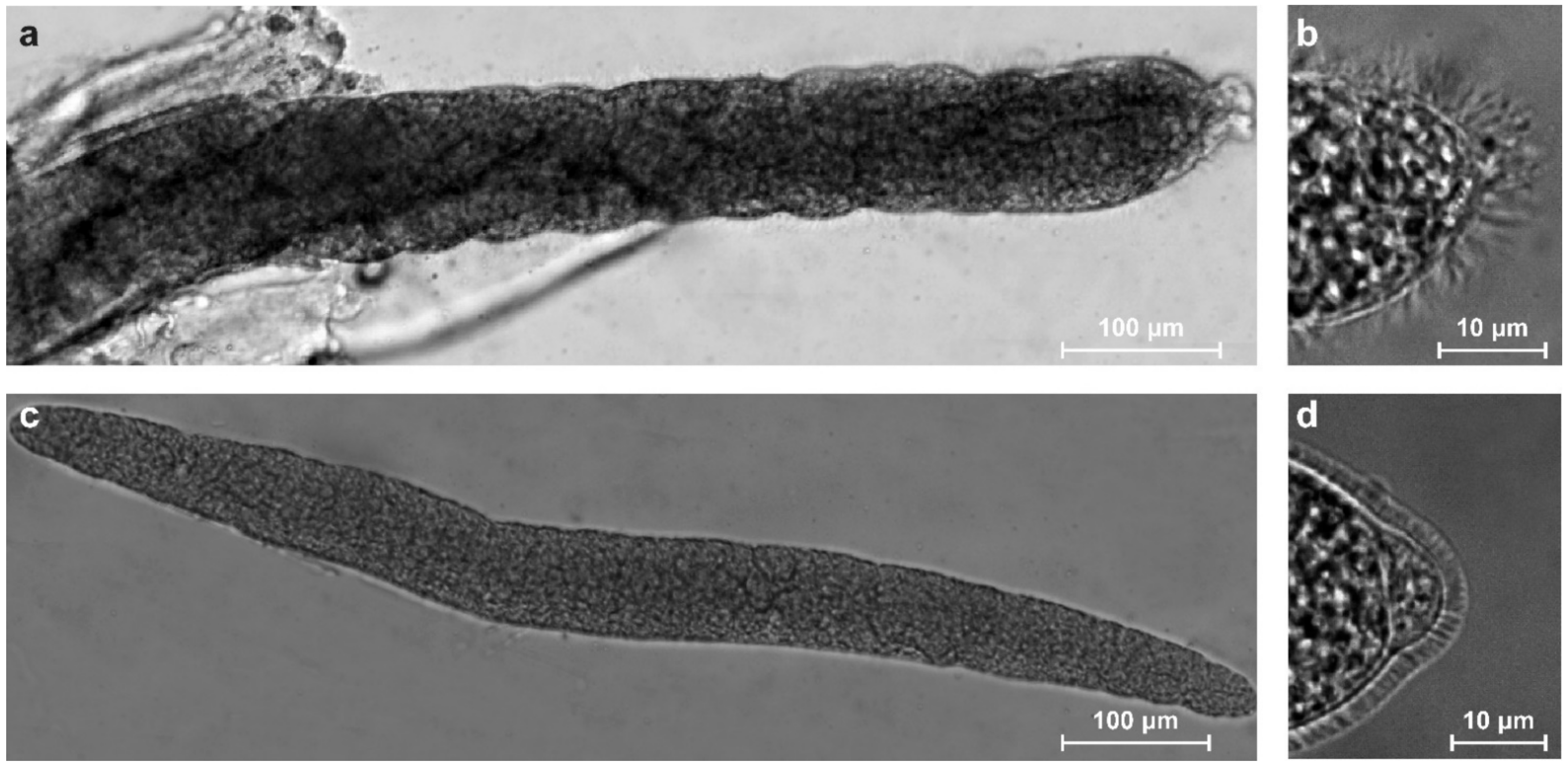 Animals 12 02048 g001 Animals 12 02048 g001