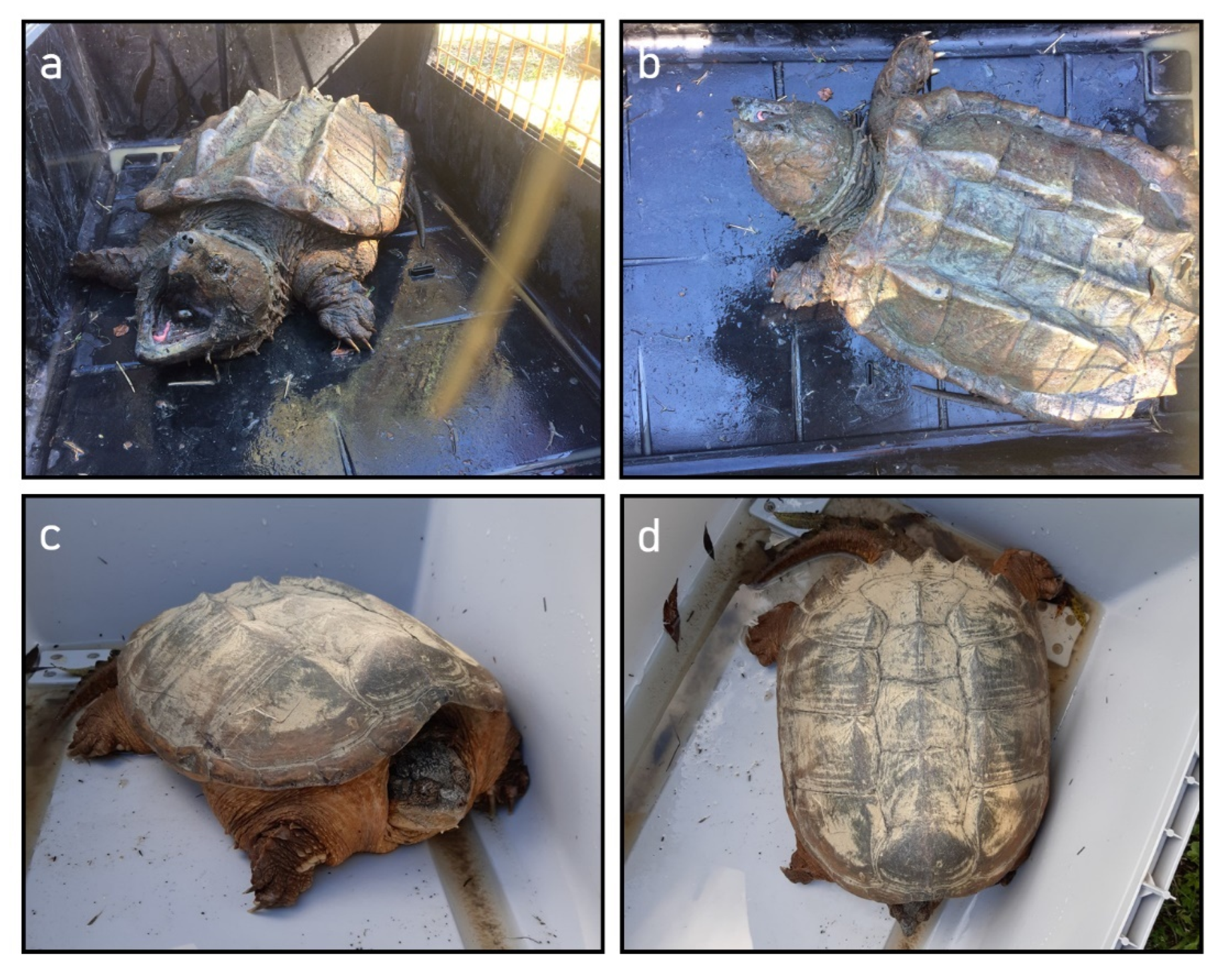 Animals 12 02057 g002 Animals 12 02057 g002