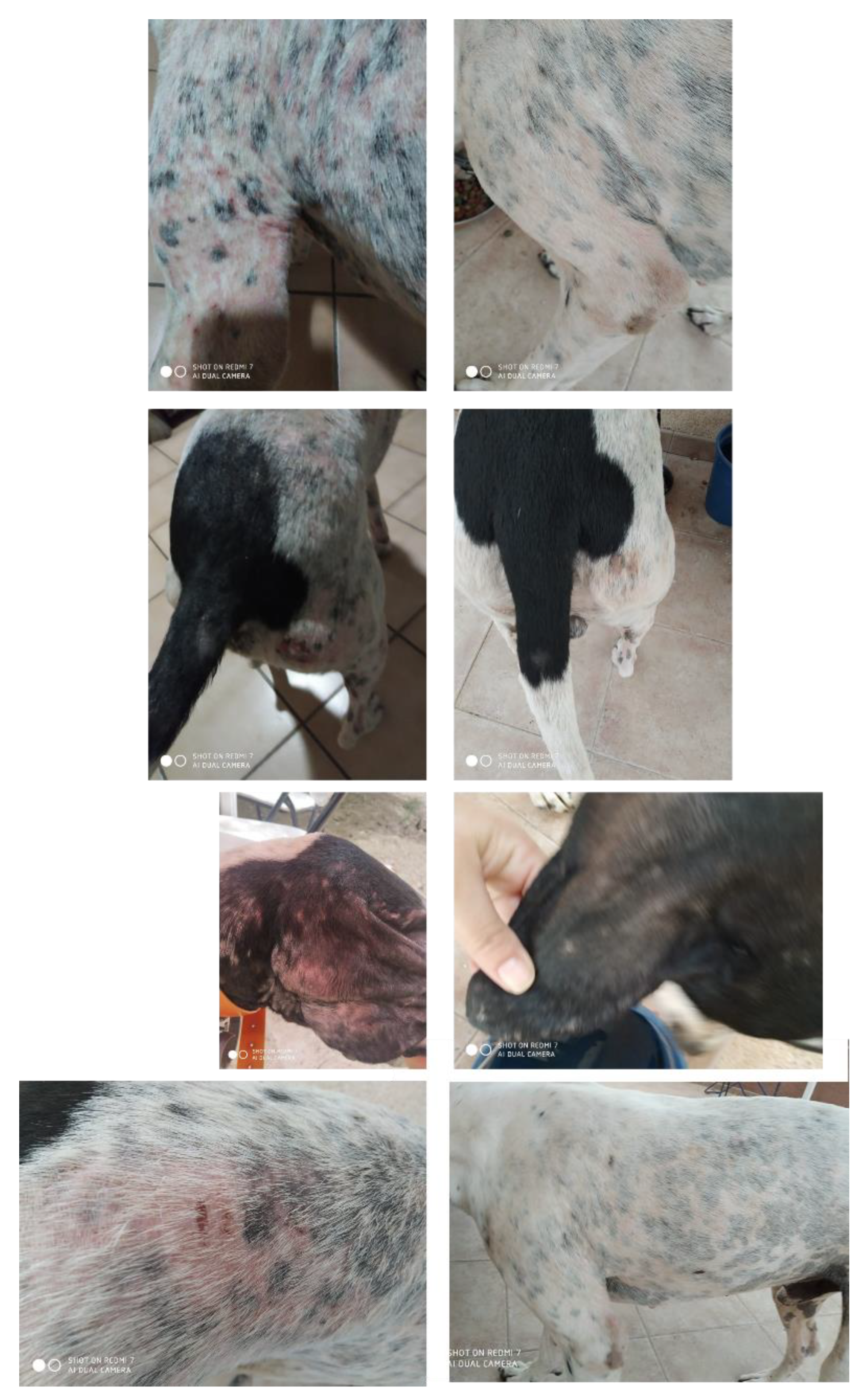 Animals 12 02089 g003 Animals 12 02089 g003