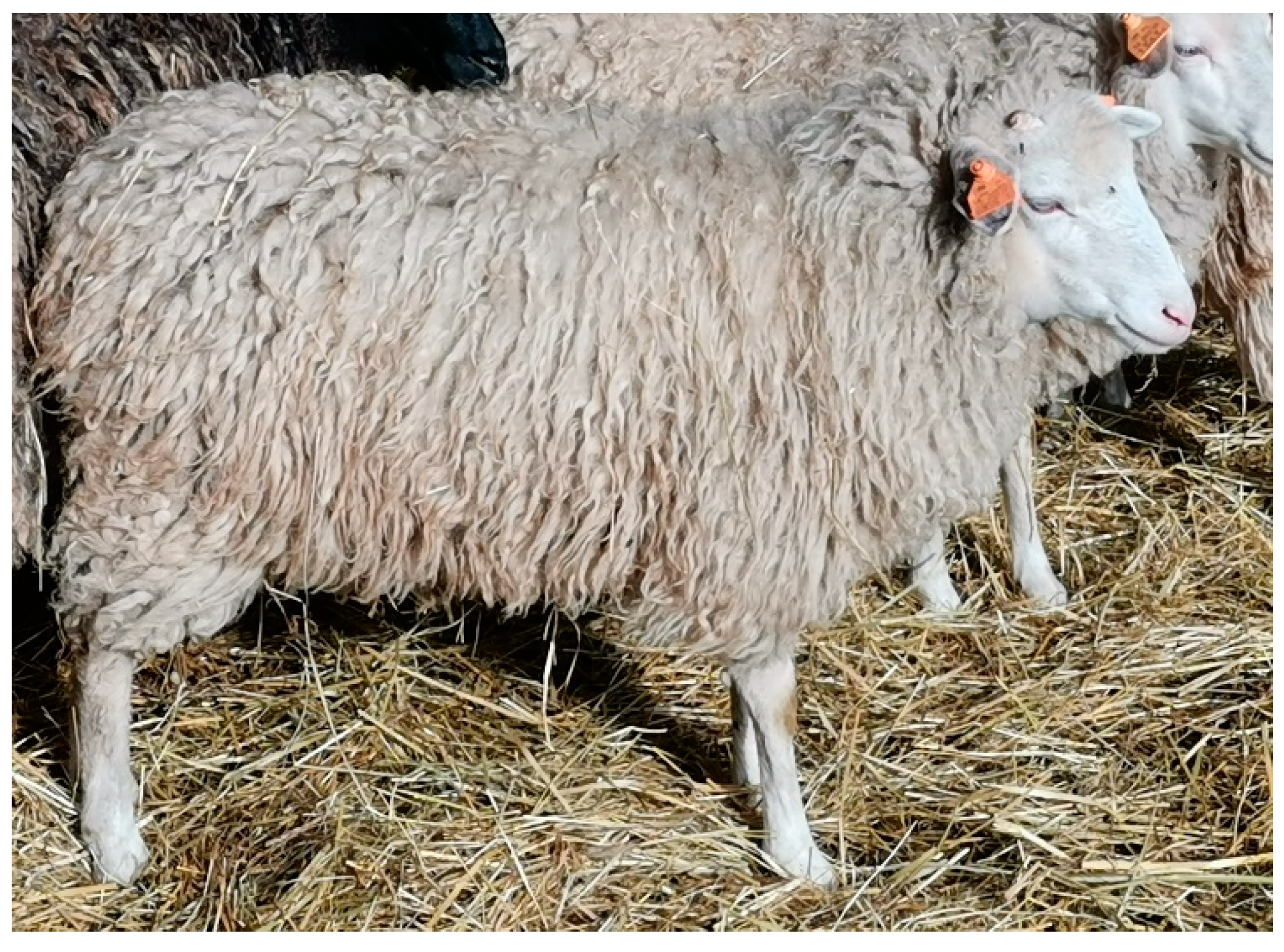 Animals 12 02139 g001