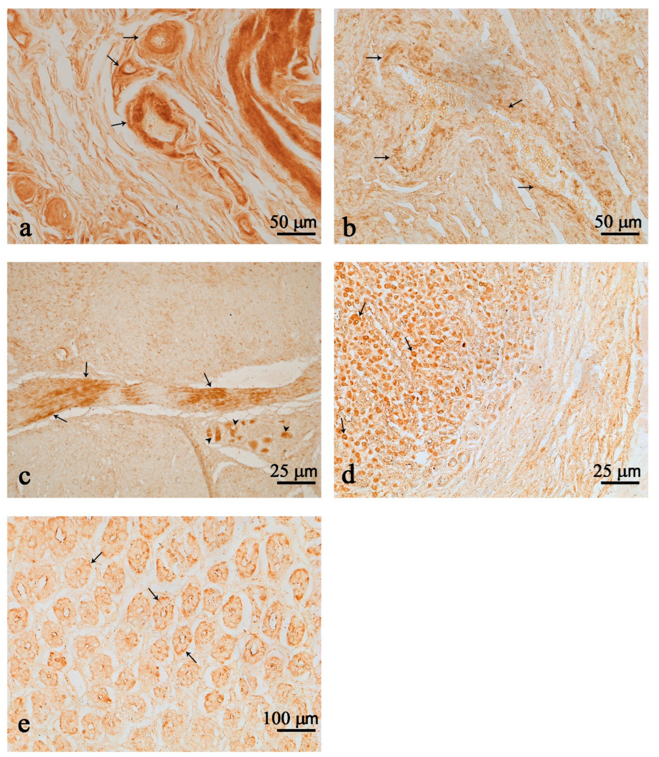 Animals 12 02148 g001