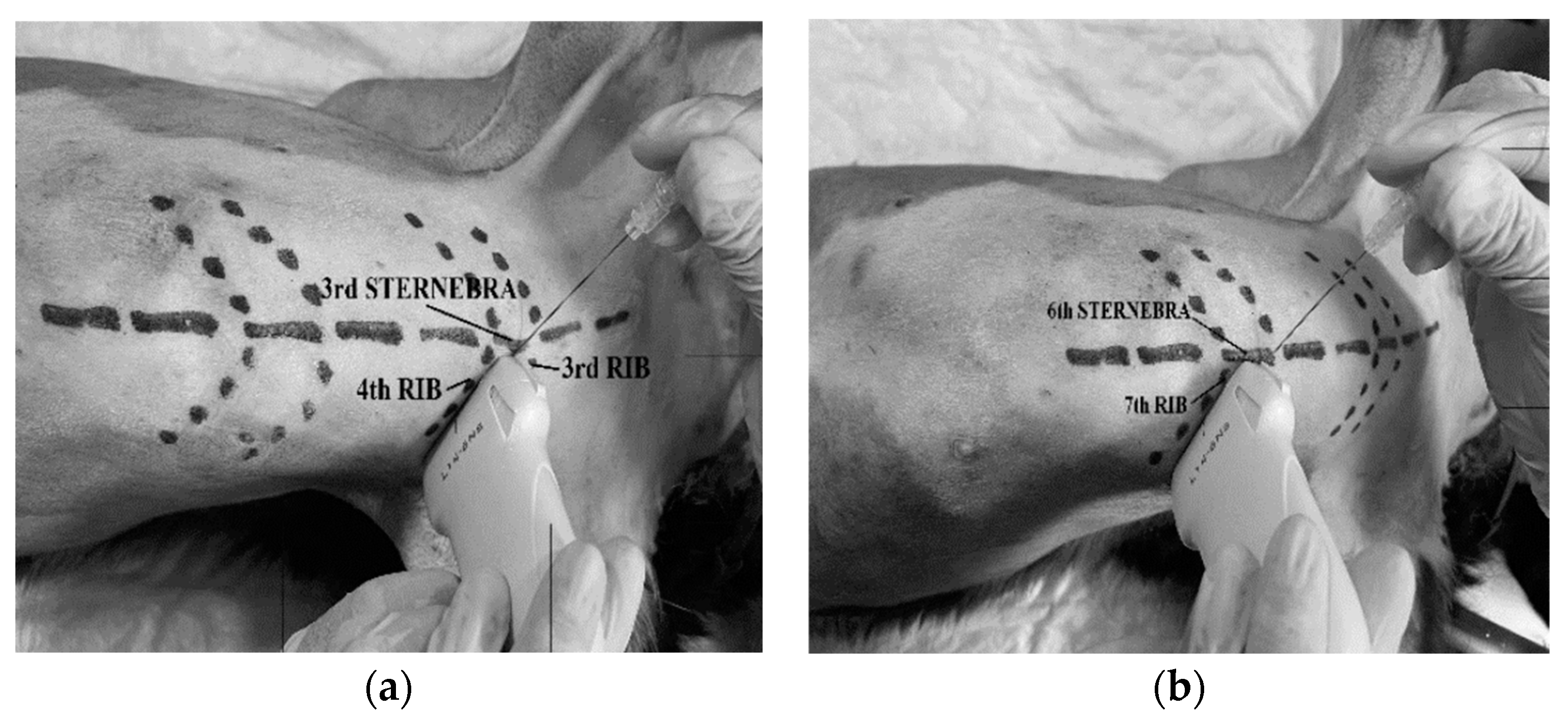 Animals 12 02165 g001 550