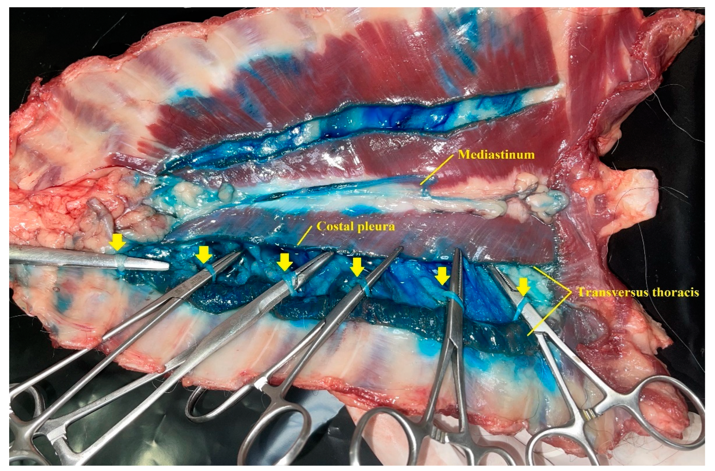 Animals 12 02165 g004 550