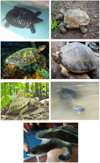 Animals | Free Full-Text | Turtles in Malaysia: A Review of Conservation Status and a Call for Research Animals | Free Full-Text | Turtles in Malaysia: A Review of Conservation Status and a Call for Research