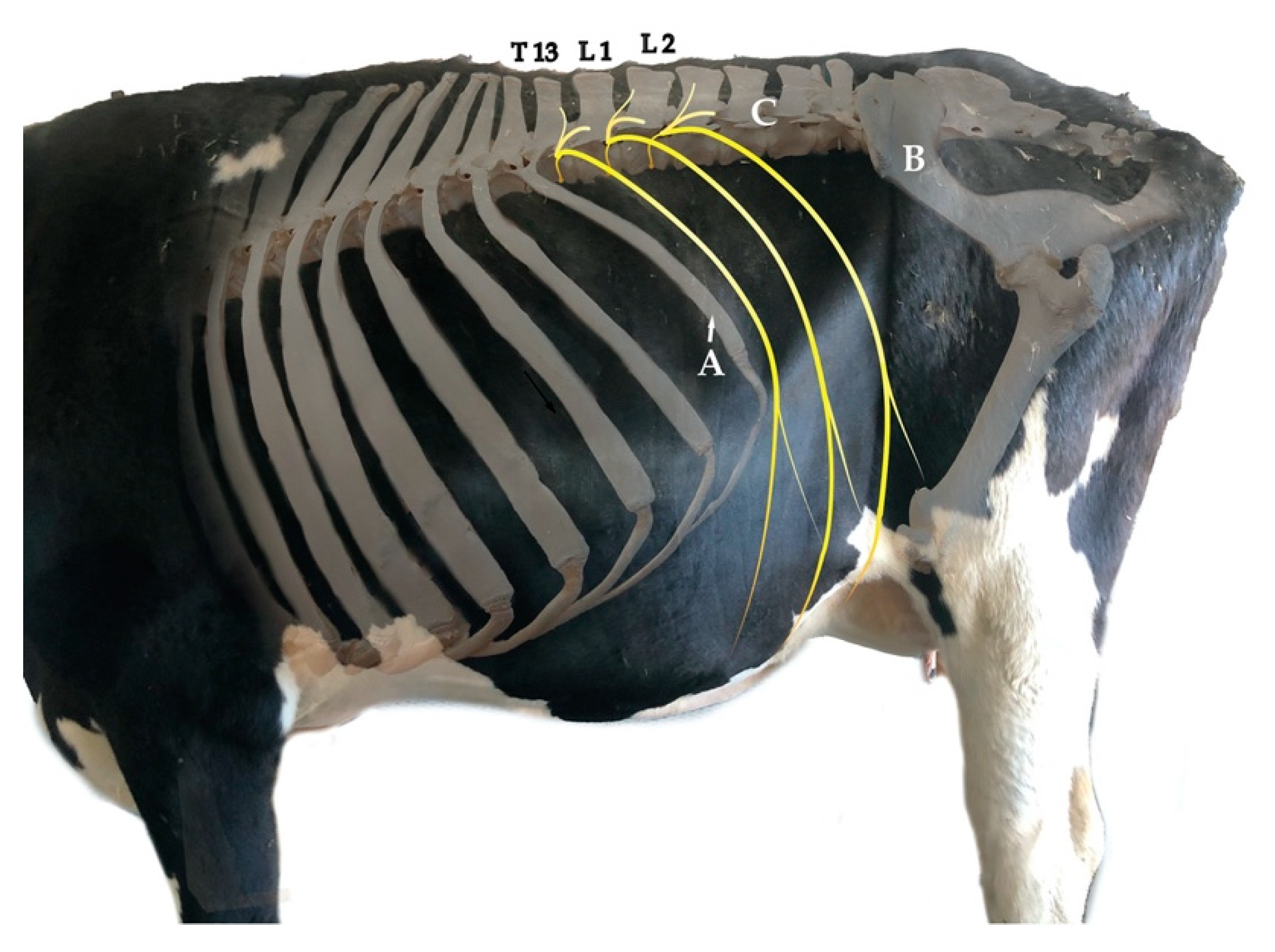 Animals | Free Full-Text | Description of an Ultrasound-Guided Erector  Spinae Plane Block and Comparison to a Blind Proximal Paravertebral Nerve  Block in Cows: A Cadaveric Study