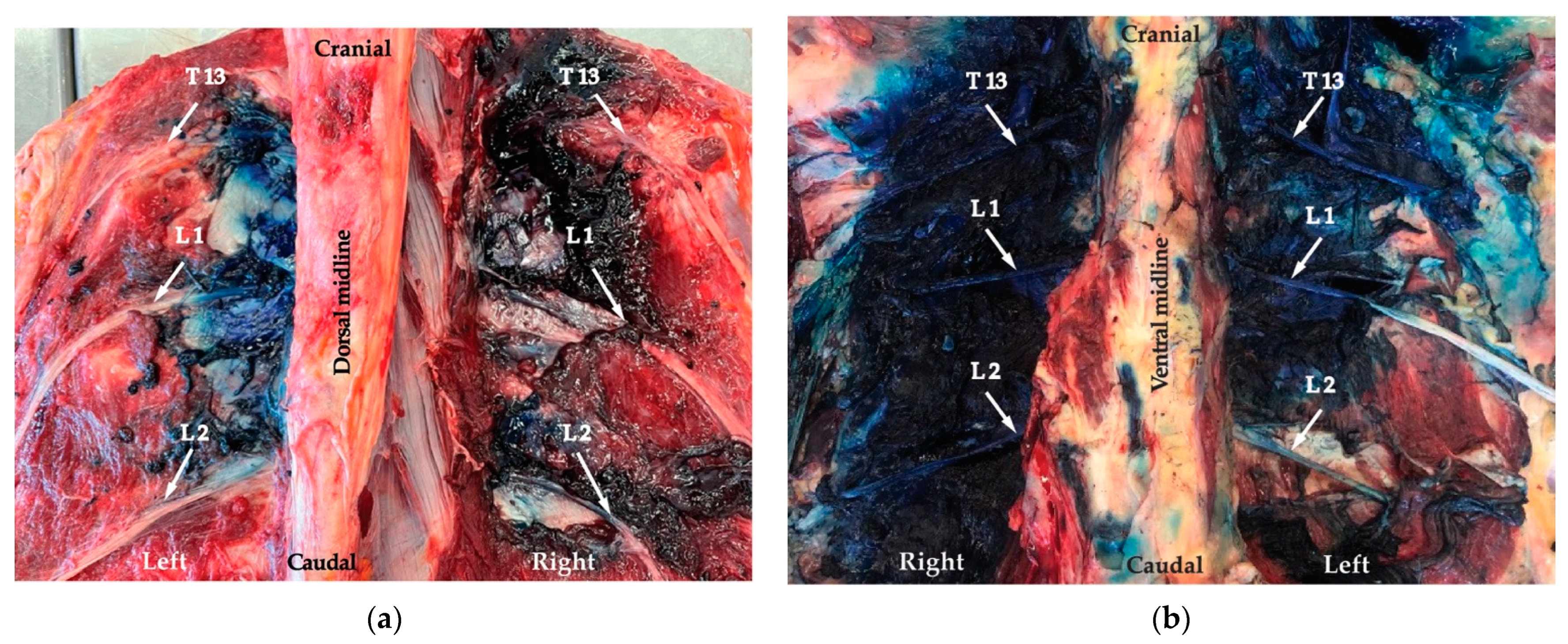 Animals 12 02191 g005