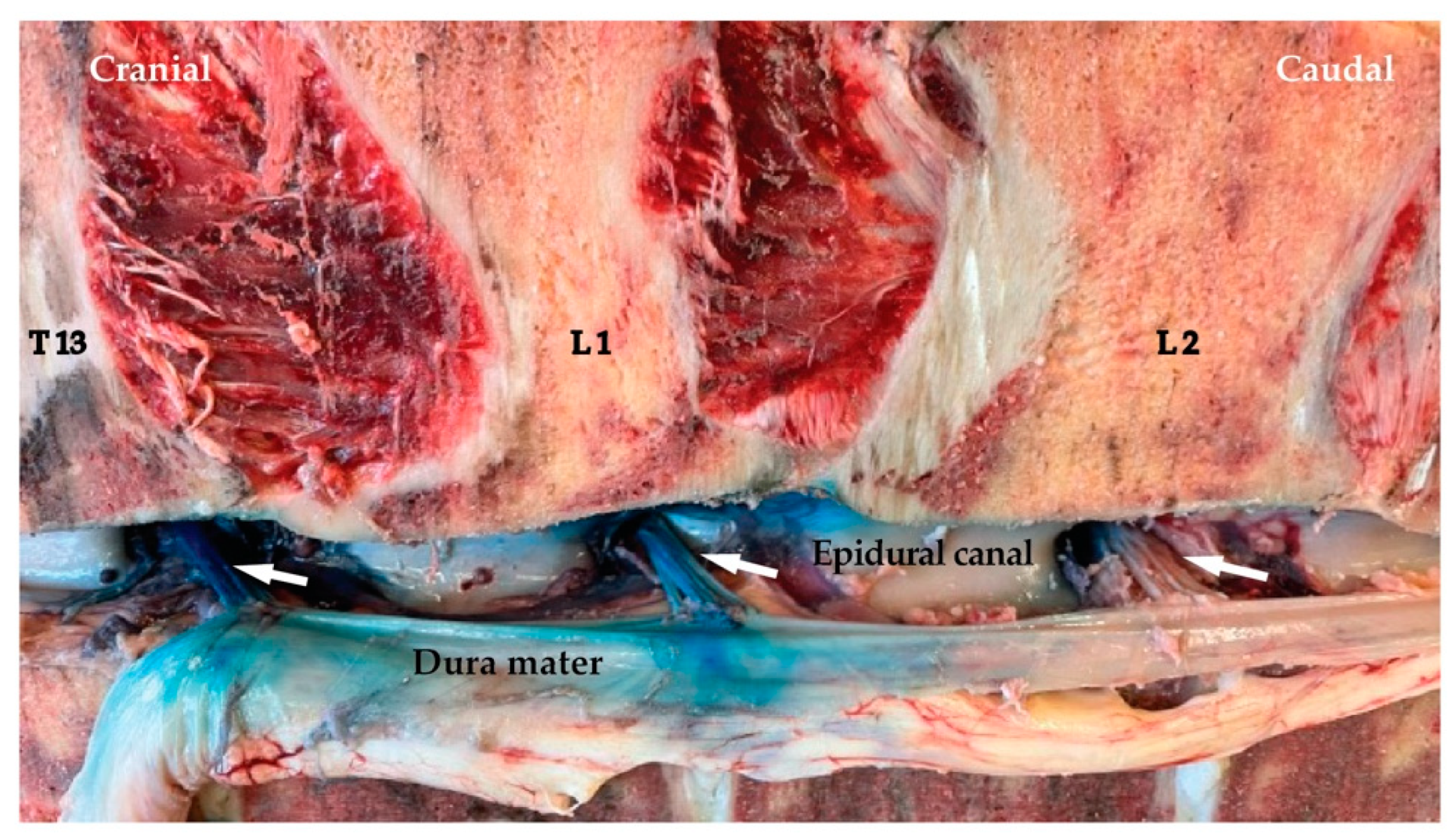 Animals 12 02191 g006