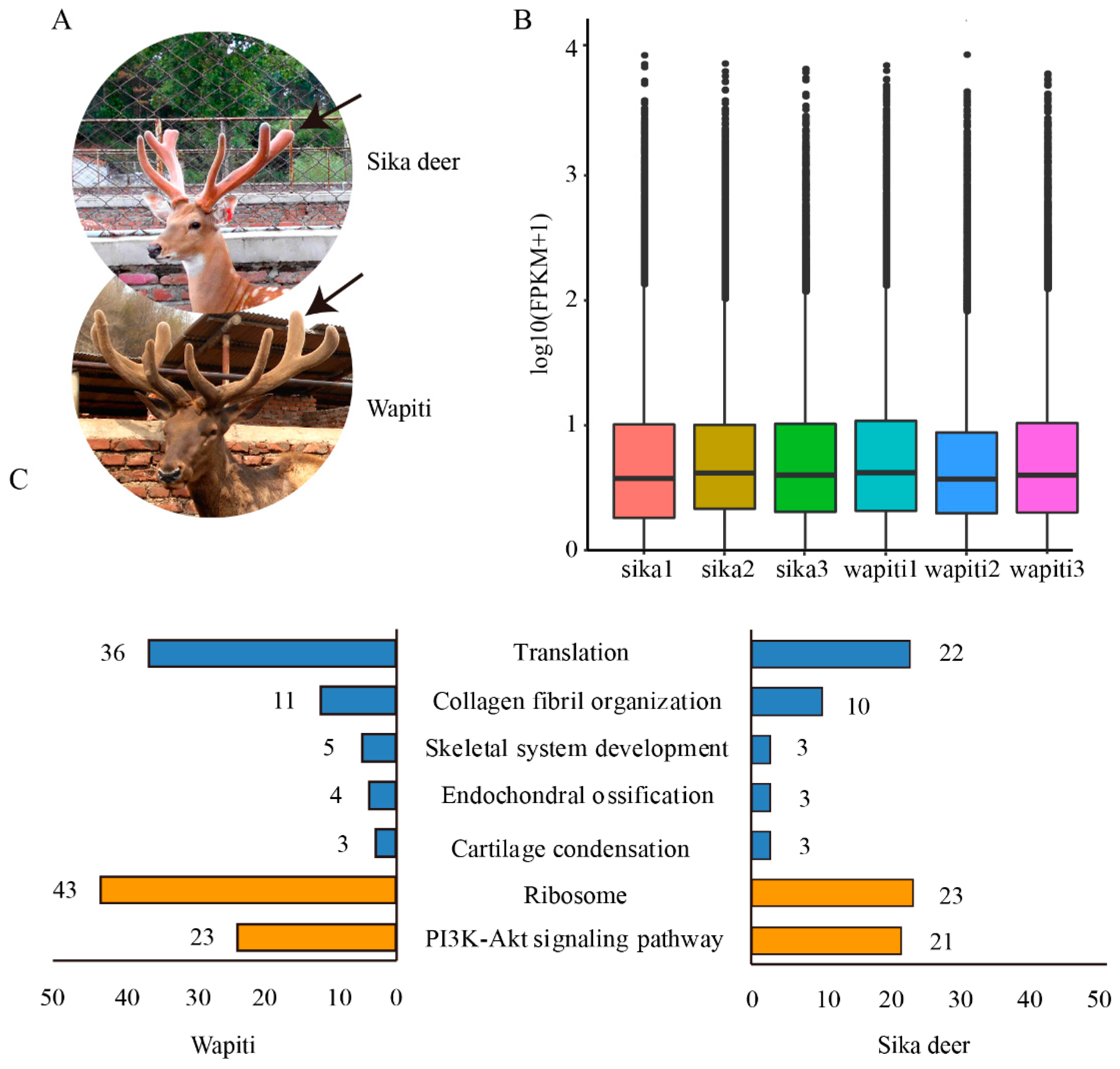Animals 12 02203 g001