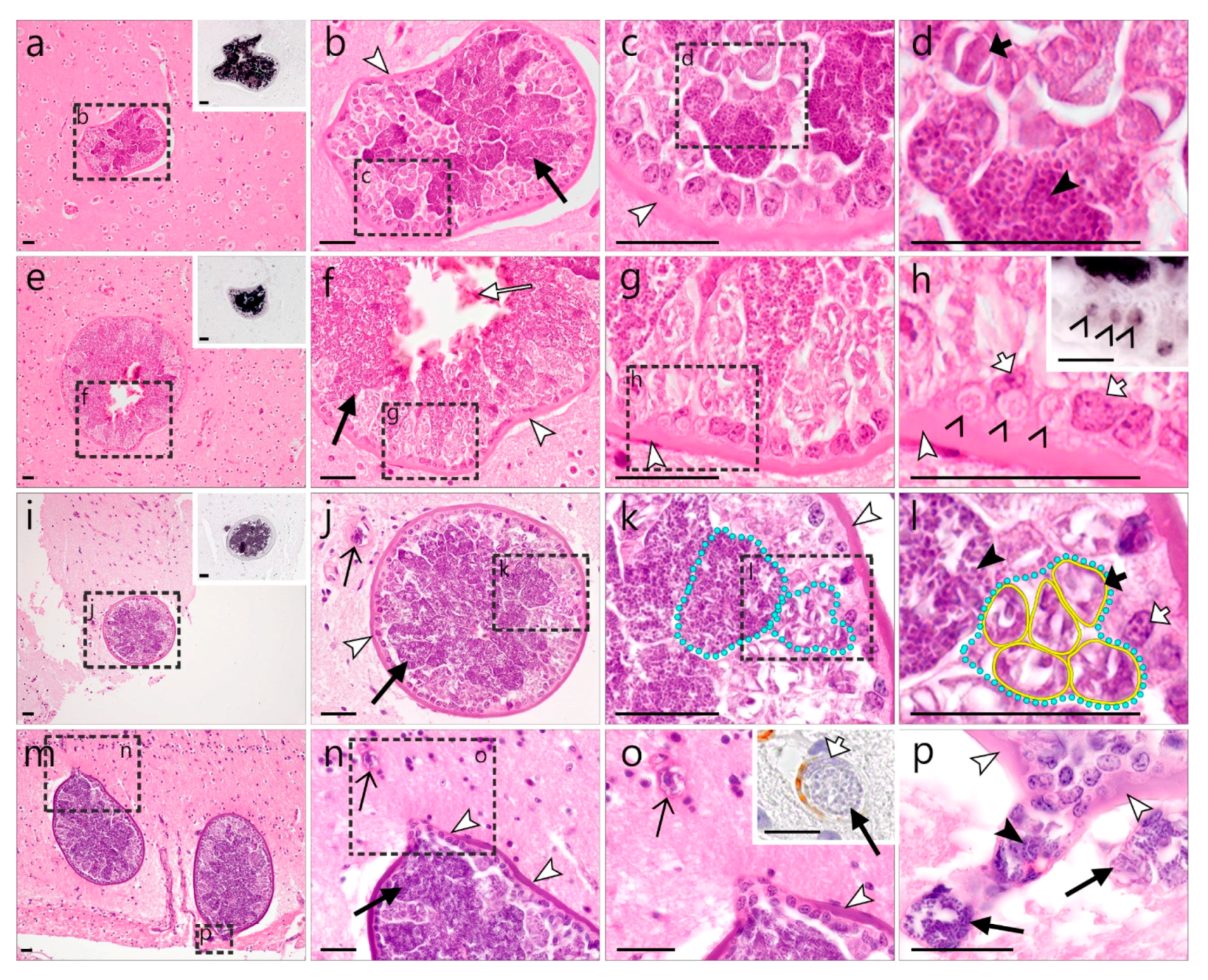 Animals 12 02212 g003