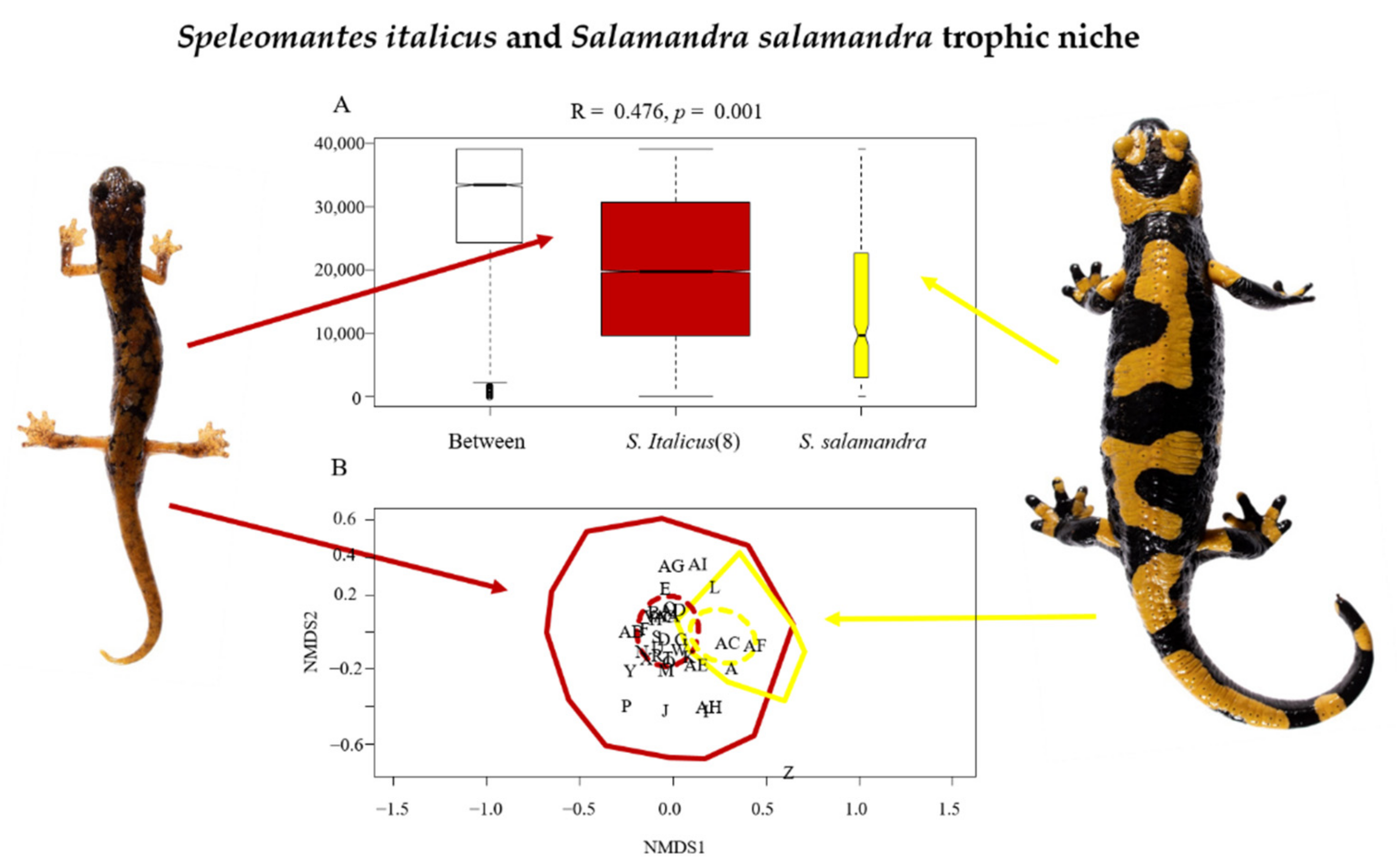 Animals Free FullText The Trophic Niche of Two Sympatric Species