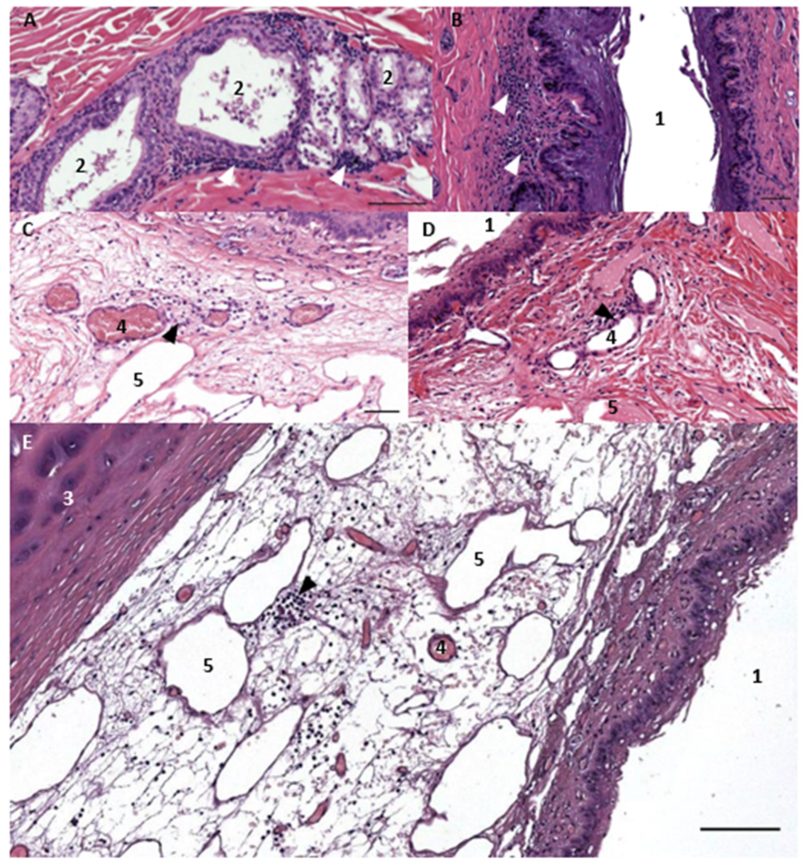 Animals 12 02235 g001