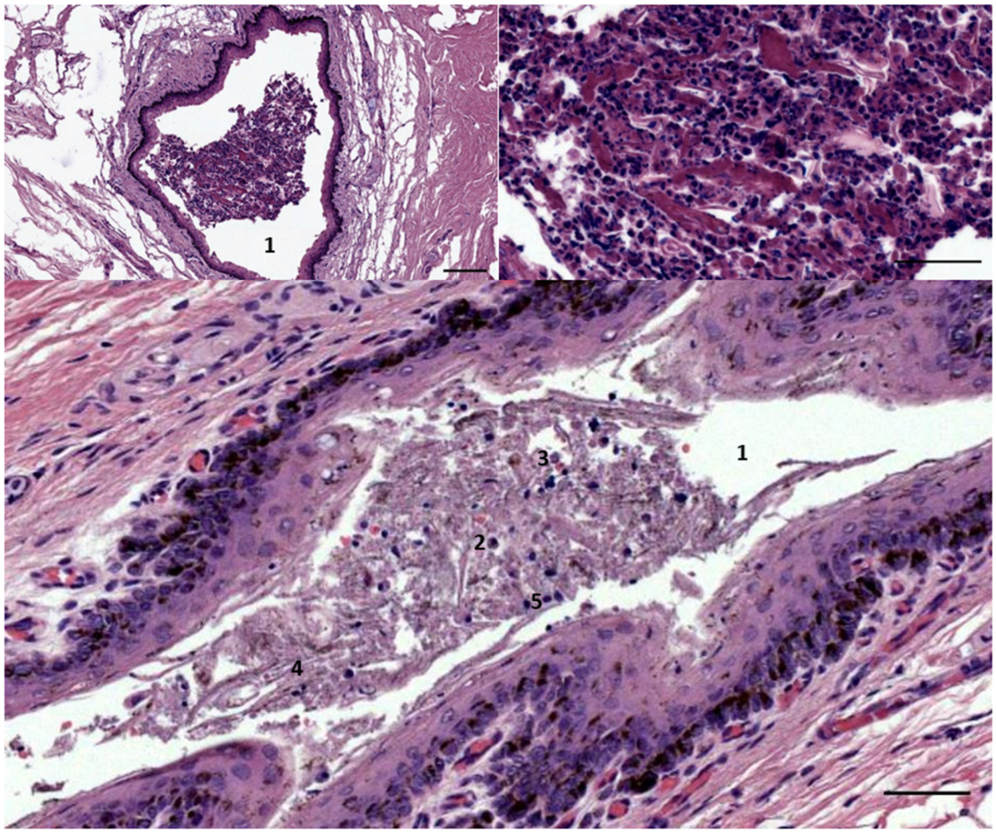 Animals 12 02235 g006