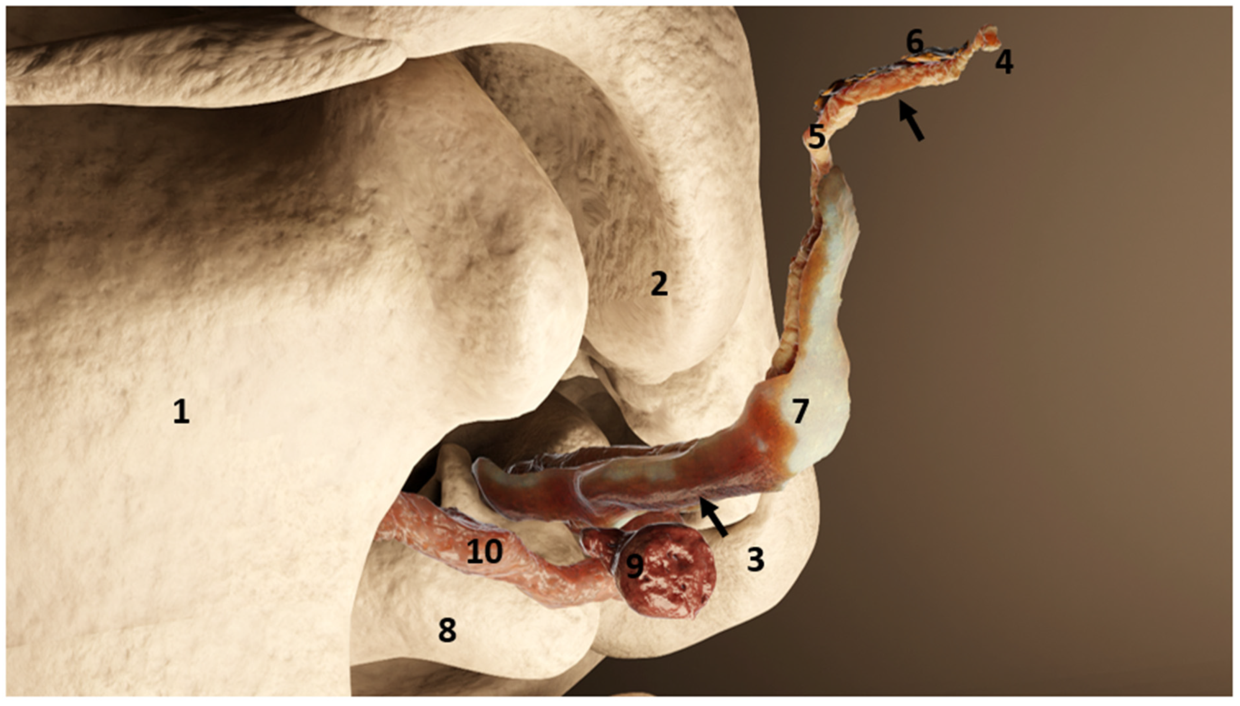 Animals 12 02235 g007