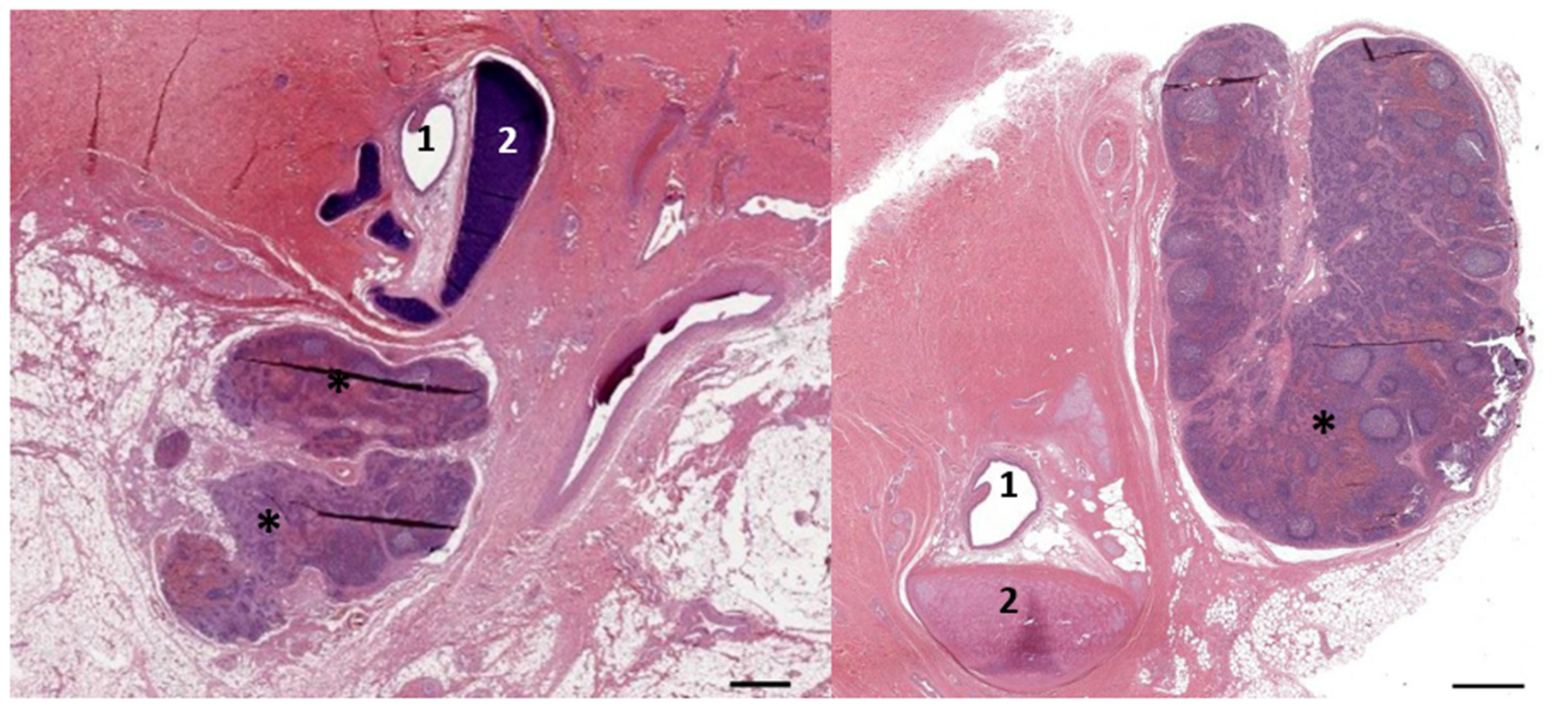 Animals 12 02235 g008