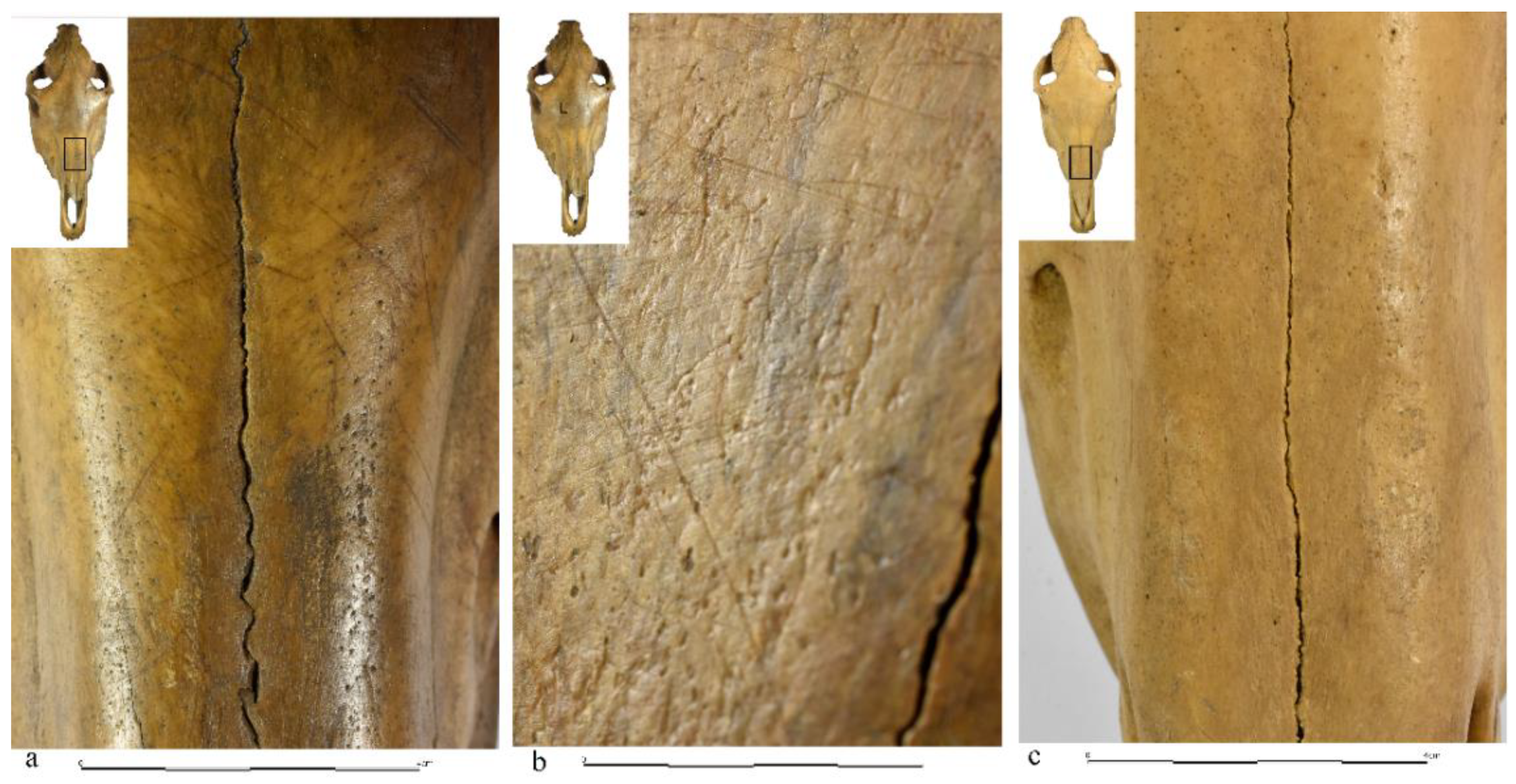 Animals 12 02282 g004 550