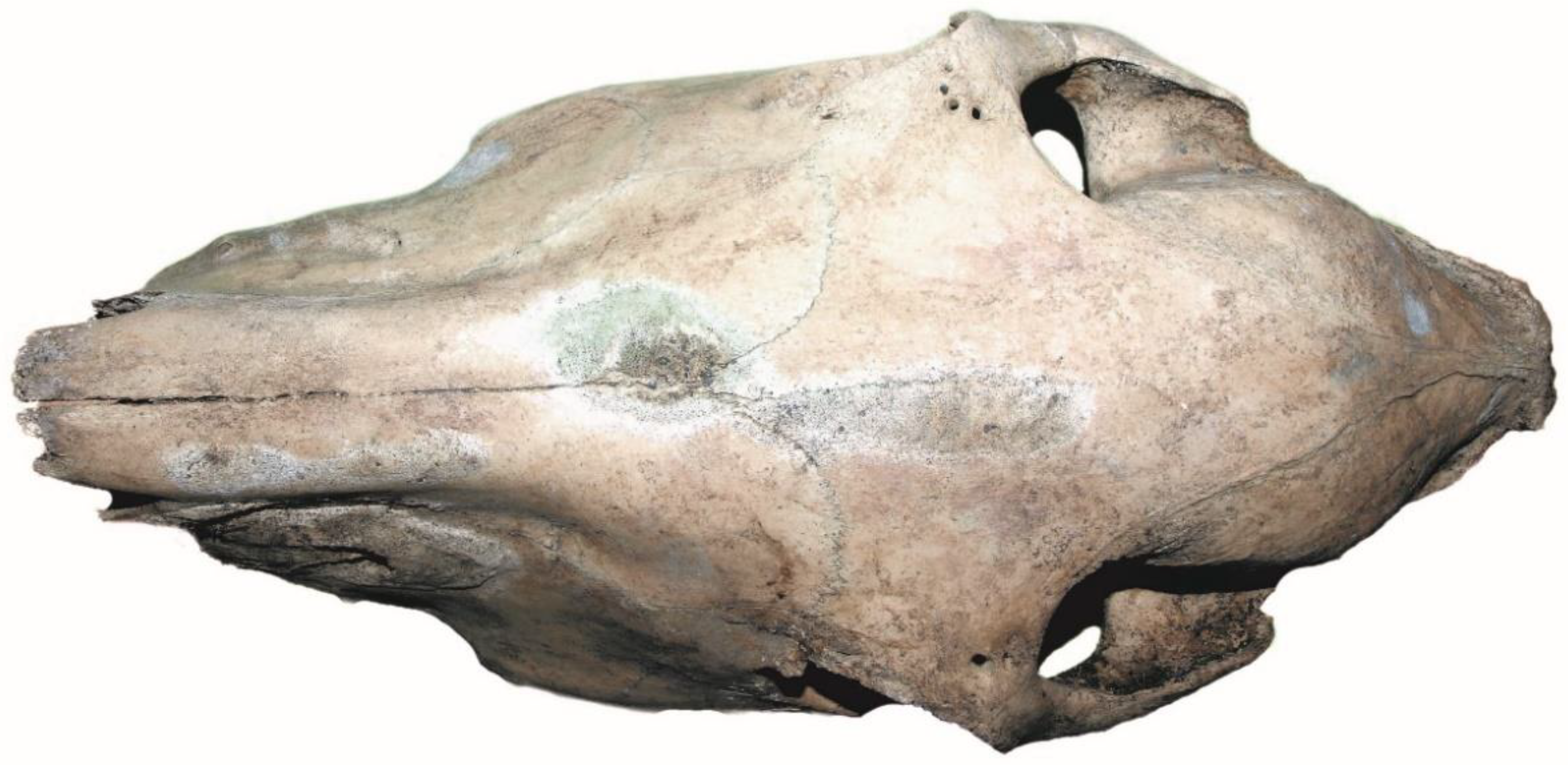 Animals 12 02282 g006 550