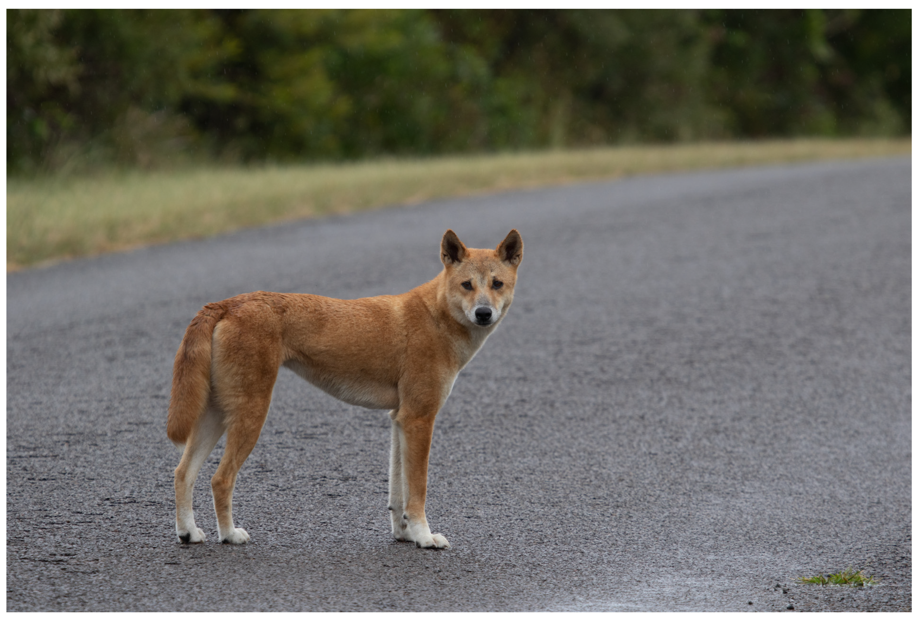 Man records unidentified creature, howl-like sound. Claims its