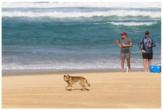 Careful using that f-word to describe dingoes, study warns