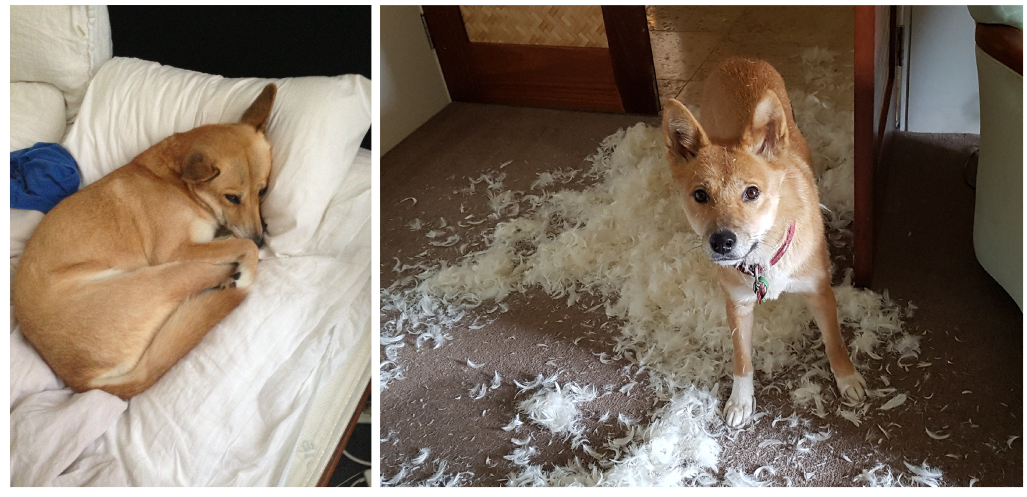 Animals 12 02285 g006 Animals 12 02285 g006