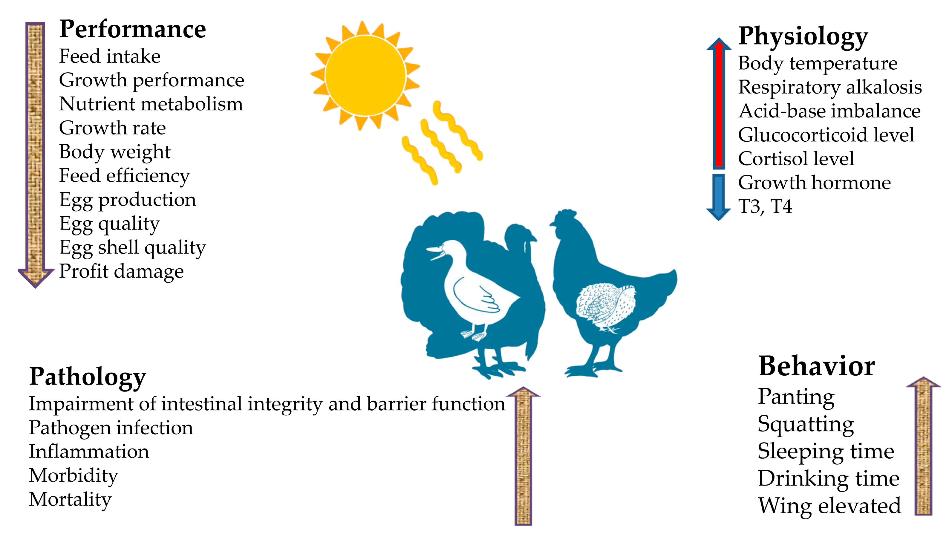 II. Factors Affecting Egg Quality and Shelf Life