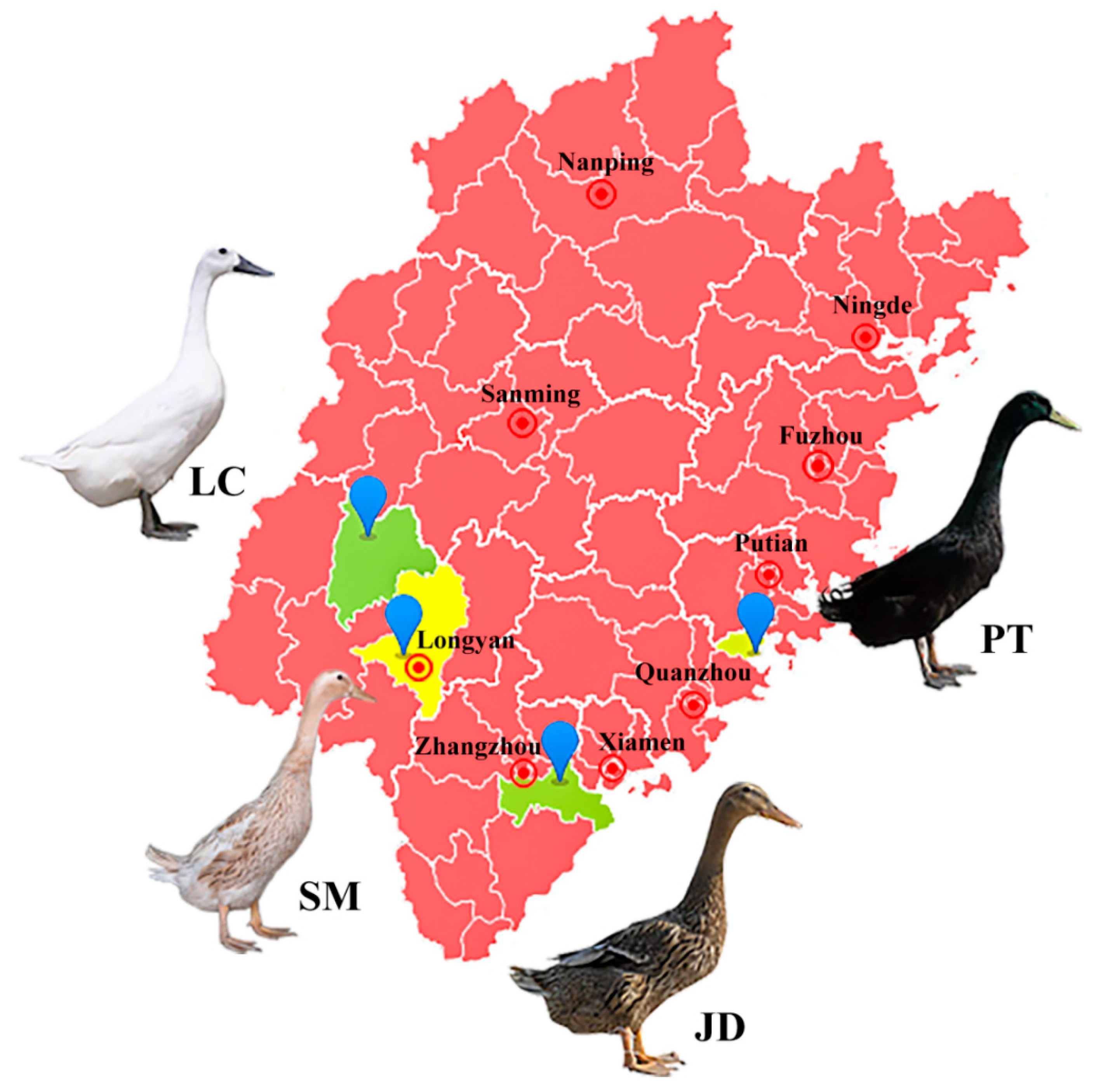Animals | Free Full-Text | Genome-Wide Population Structure Analysis and  Genetic Diversity Detection of Four Chinese Indigenous Duck Breeds from  Fujian Province