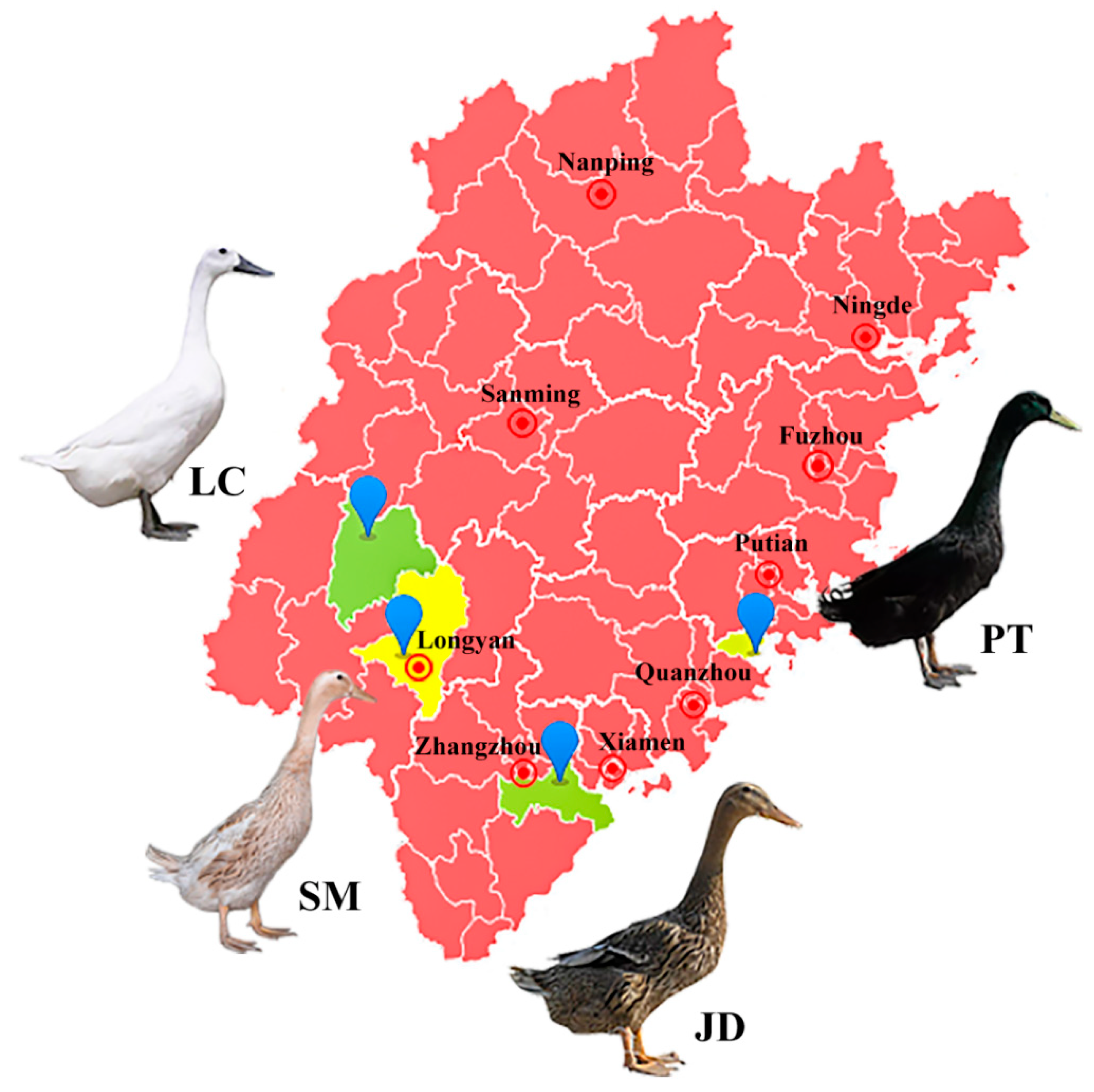 Animals | Free Full-Text | Genome-Wide Population Structure Analysis and Genetic Diversity Detection of Four Chinese Indigenous Duck Breeds from Fujian Province Animals | Free Full-Text | Genome-Wide Population Structure Analysis and Genetic Diversity Detection of Four Chinese Indigenous Duck Breeds from Fujian Province